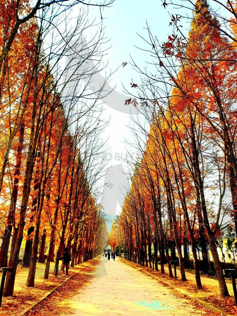 가을의 한가운데 | 가을, 만추, 임업시험장, 낙엽, 산책 | 스탠바이 STANDBUY 디지털 콘텐츠