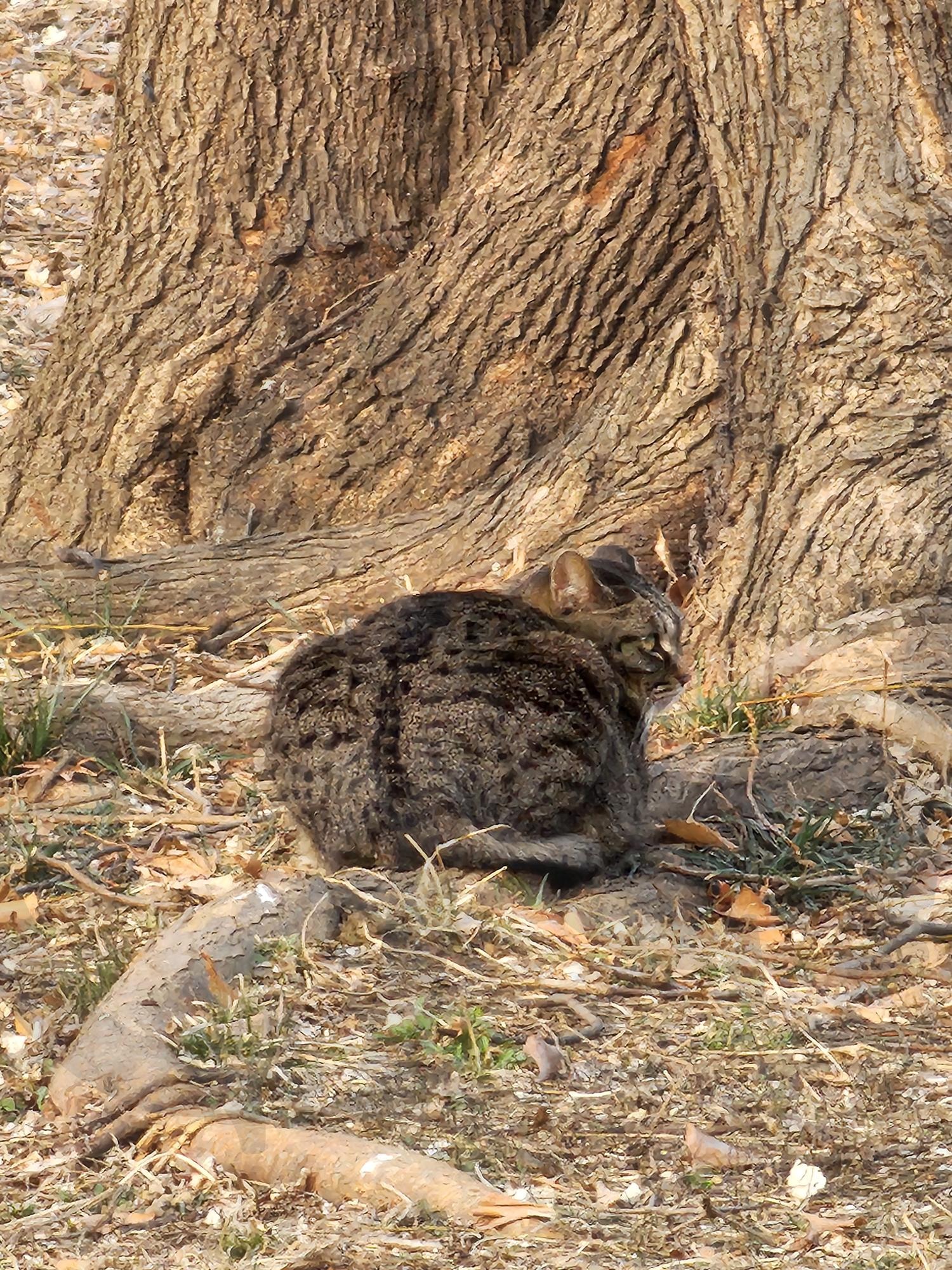 나무아래 고양이 | 고양이, 동물, 자연, 공원, 길고양이 | 스탠바이 STANDBUY 디지털 콘텐츠