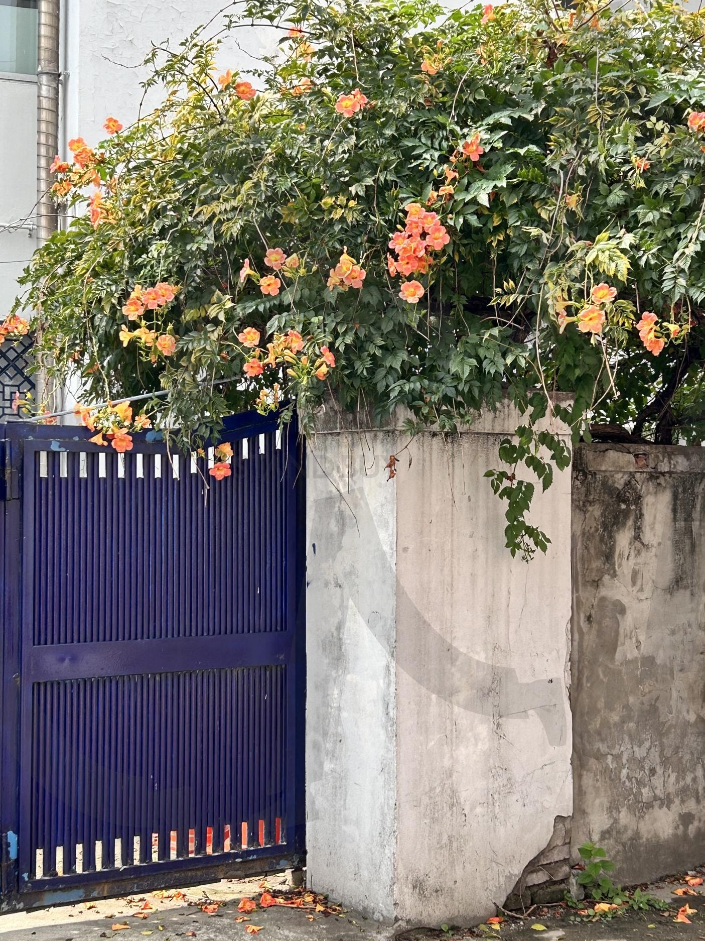 대문에 핀 꽃 | 산책, 동네, 마실, 대문과 꽃, 동네 산책 | 스탠바이 STANDBUY 디지털 콘텐츠