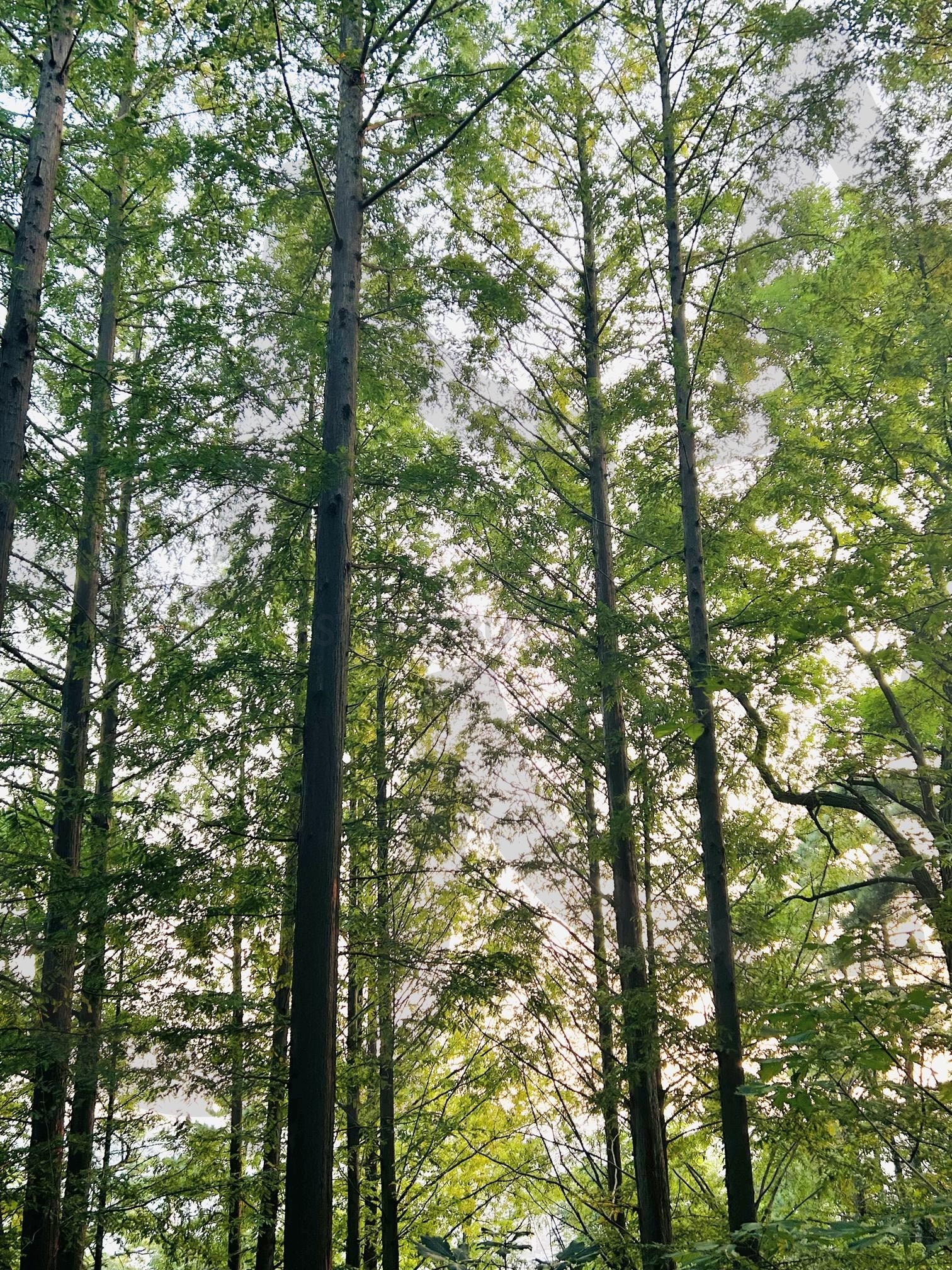 우거진 나무 | tree, trees, 나무들, 나무, 울창한 나무, 푸른 나무, 쭉 뻗은 나무 | 스탠바이 STANDBUY 디지털 콘텐츠