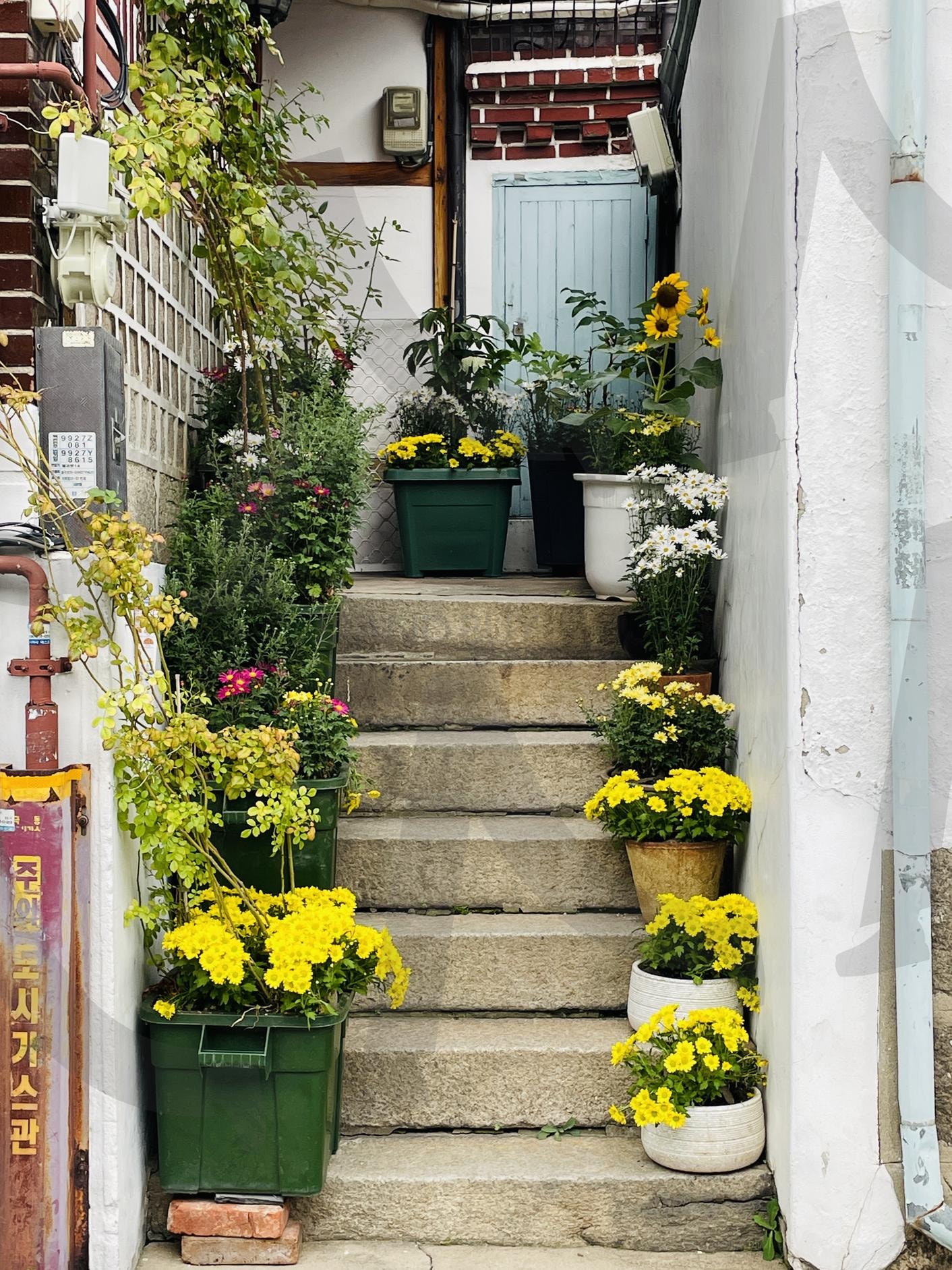 노랑이들 | stair, stair and flower, 노란 꽃, 노란색, 화분 | 스탠바이 STANDBUY 디지털 콘텐츠