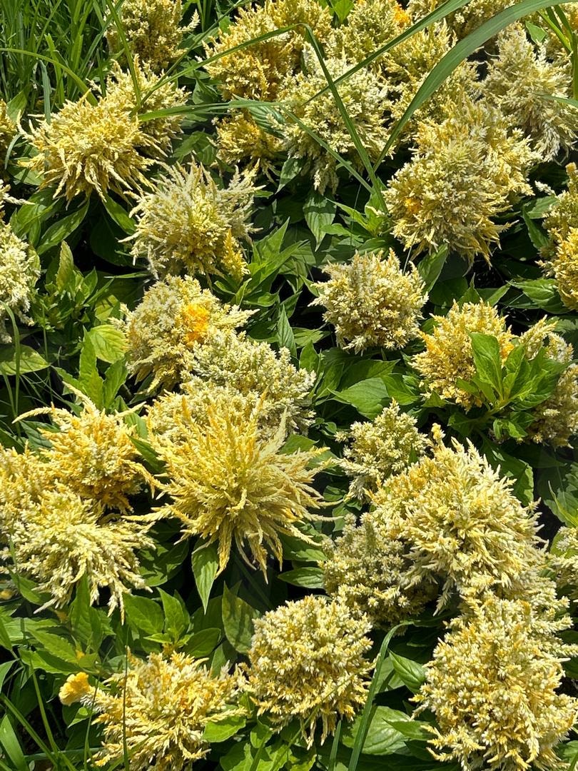 꽃 | 꽃, 노란 꽃, 꽃밭, yellow, Flower, yellow flower | 스탠바이 STANDBUY 디지털 콘텐츠