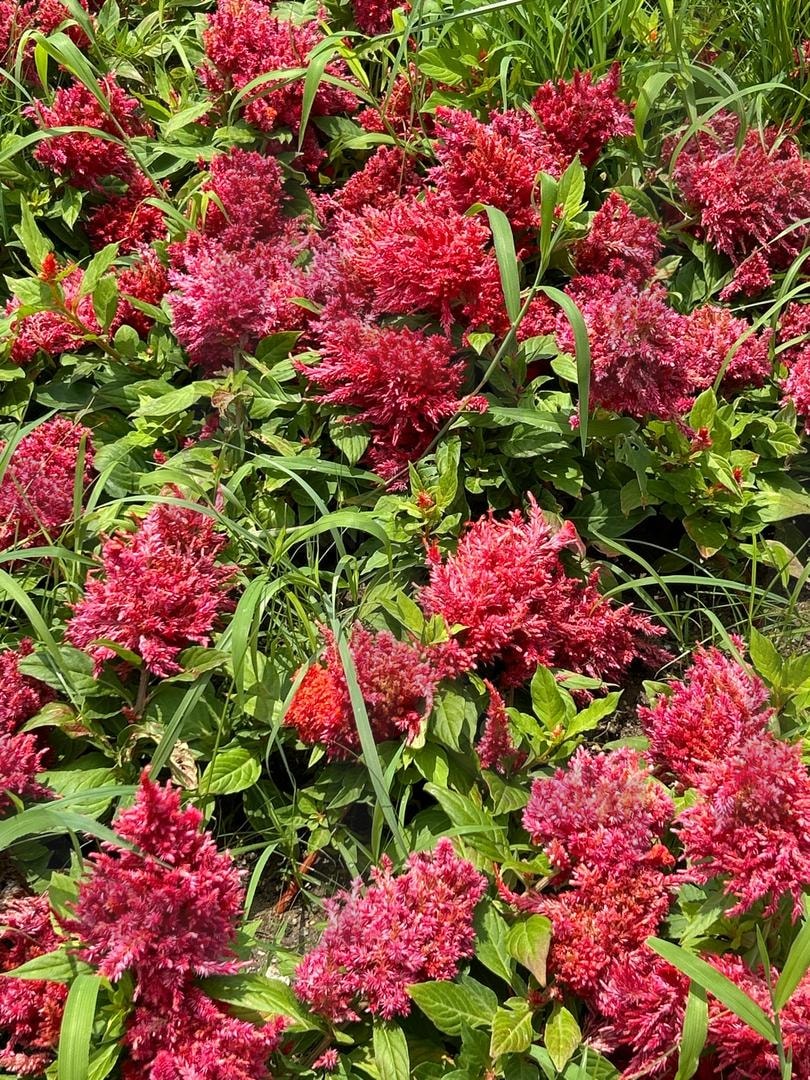 꽃 | 꽃, 빨간 꽃, Flower, red flower, 꽃밭 | 스탠바이 STANDBUY 디지털 콘텐츠