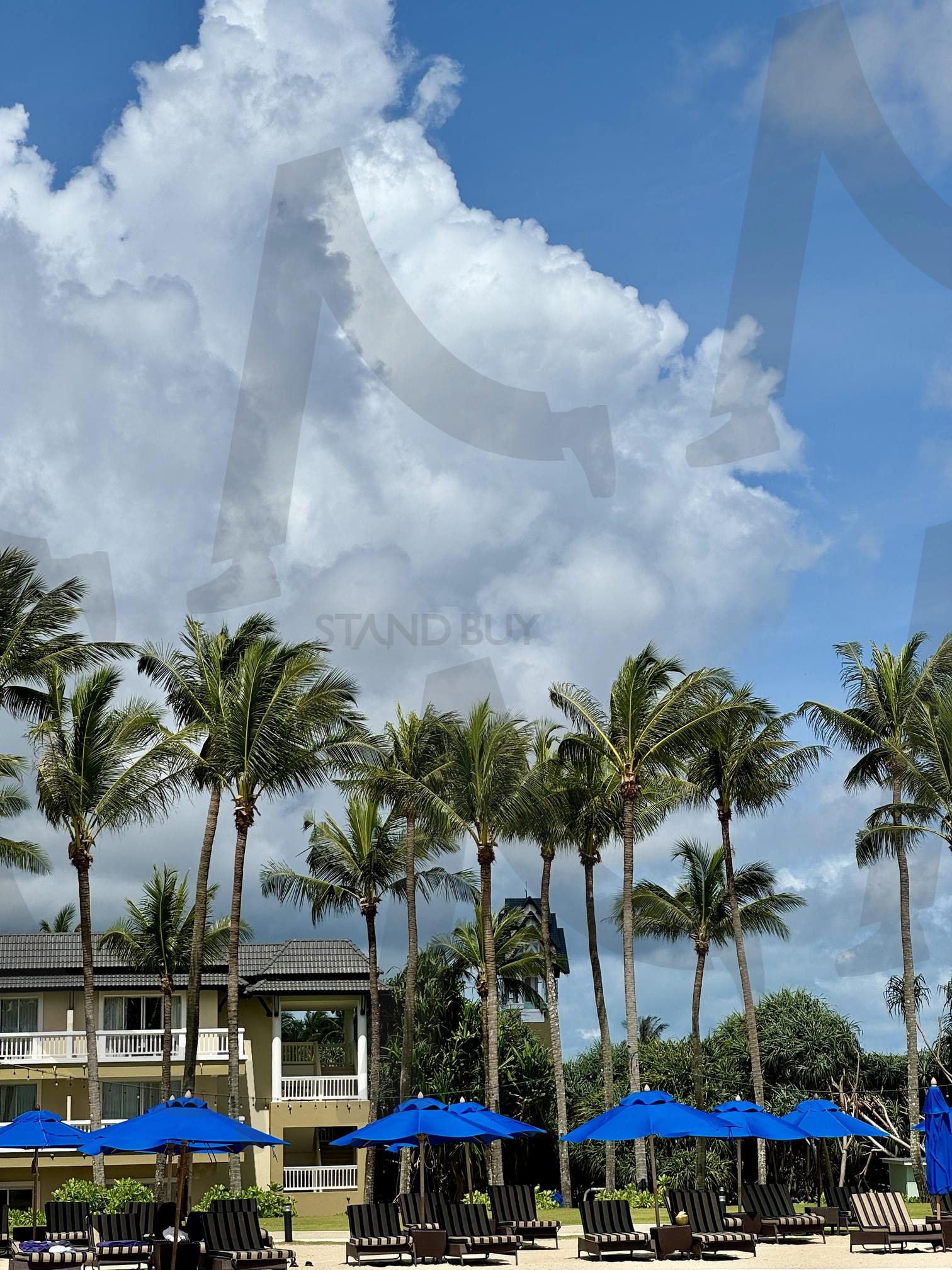 야자수 | 푸켓, 야자수, 하와이, 해외여행, 하늘 | 스탠바이 STANDBUY 디지털 콘텐츠