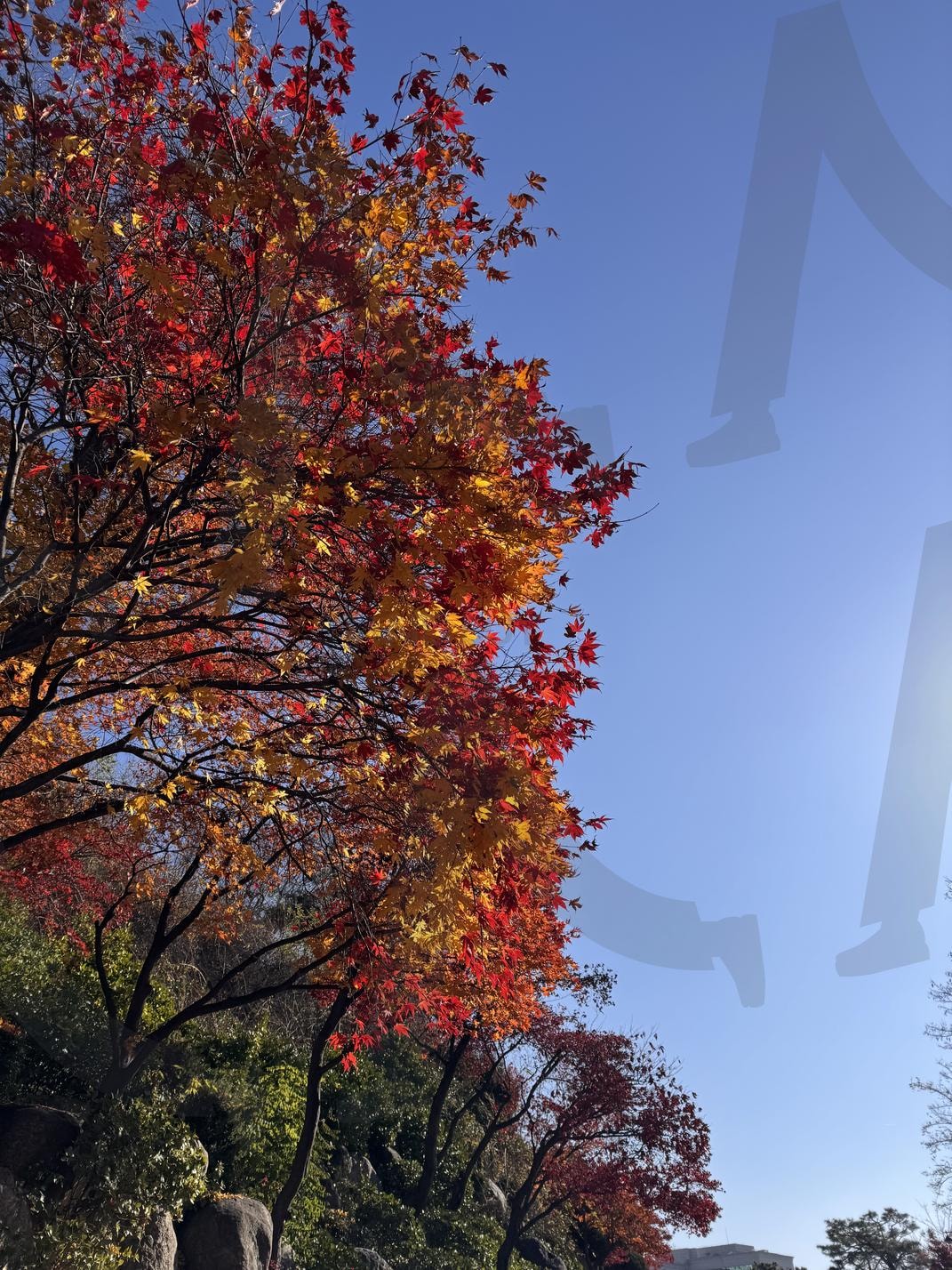 빨간낙엽 | 낙엽, 가을, 풍경, 나무, 빨강 | 스탠바이 STANDBUY 디지털 콘텐츠