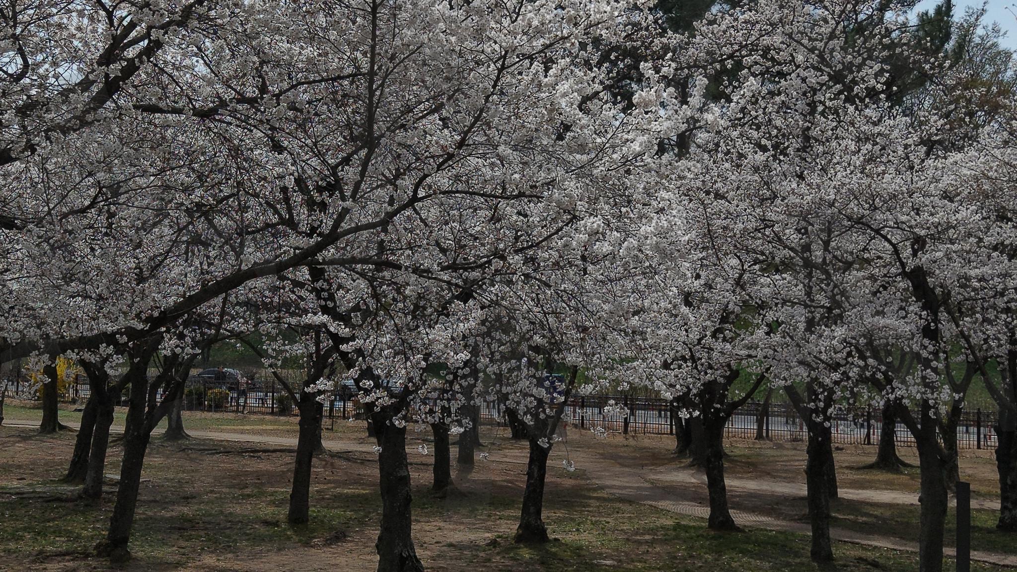 벚꽃나무 | 벚꽃, 벚꽃나무, 경주, 동궁과월지, 경치, 풍경, 경관, 자연, 나무 | 스탠바이 STANDBUY 디지털 콘텐츠
