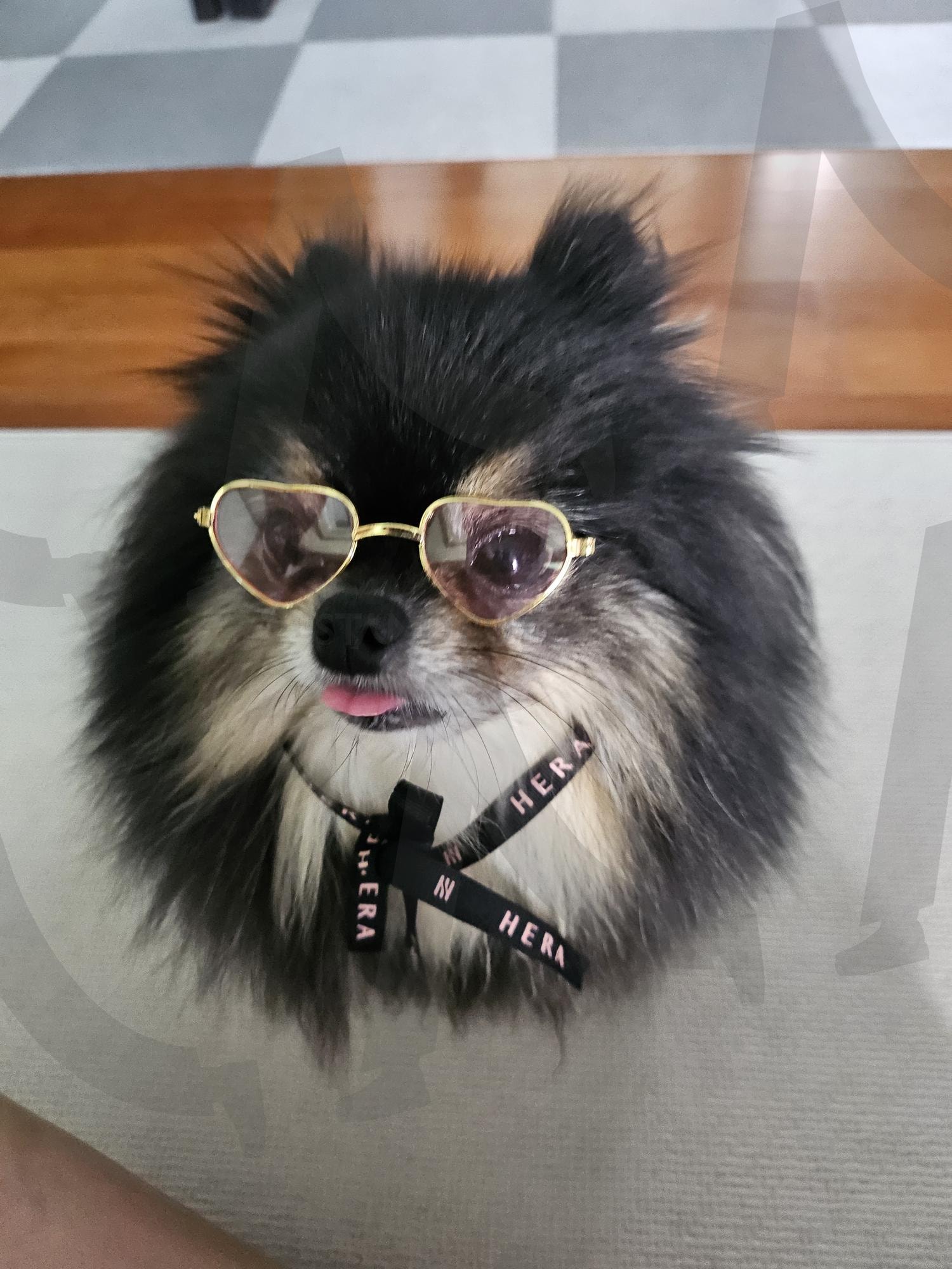 나는야 도시녀 | 선글라스, 리본, 강아지, 귀요미, 표정 | 스탠바이 STANDBUY 디지털 콘텐츠