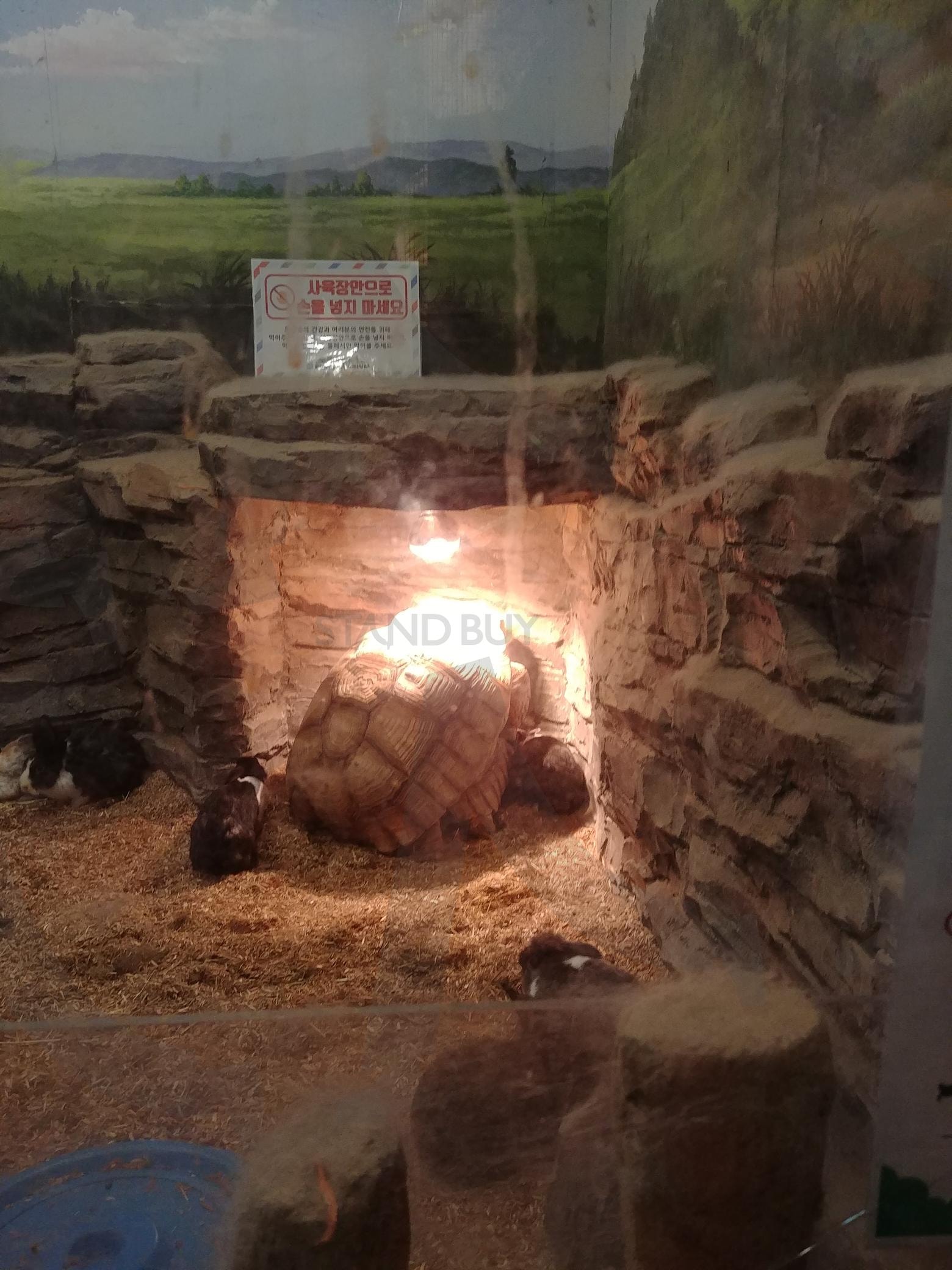 거북이 부끄러운 장면 | 설가타 육지거북, 가장 큰 육지거북, 아프리카 거북, 아쿠아플라넷 부천, 부천 웅진플레이 | 스탠바이 STANDBUY 디지털 콘텐츠