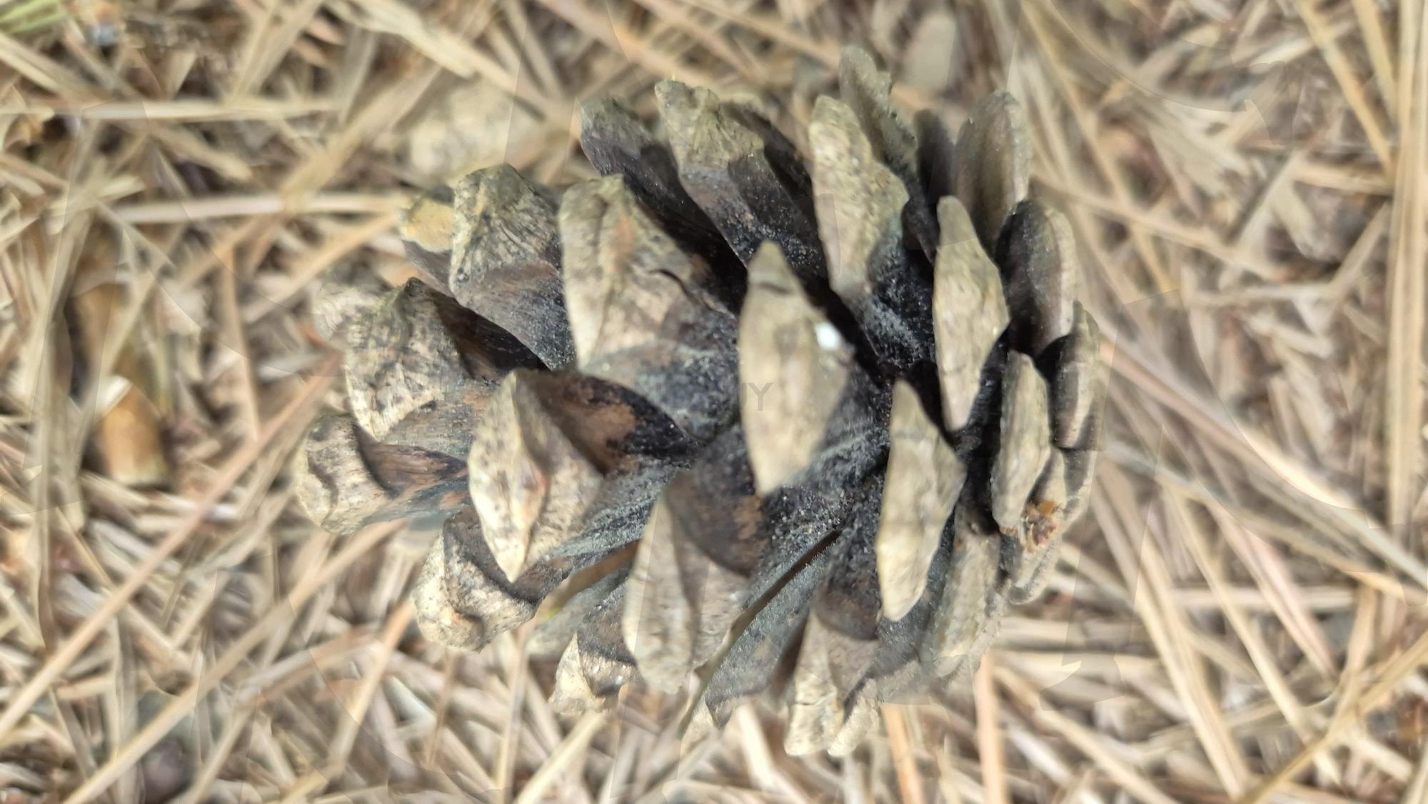 솔방울 | 나무잎, 길, 솔방울, 소나무, 질서 | 스탠바이 STANDBUY 디지털 콘텐츠