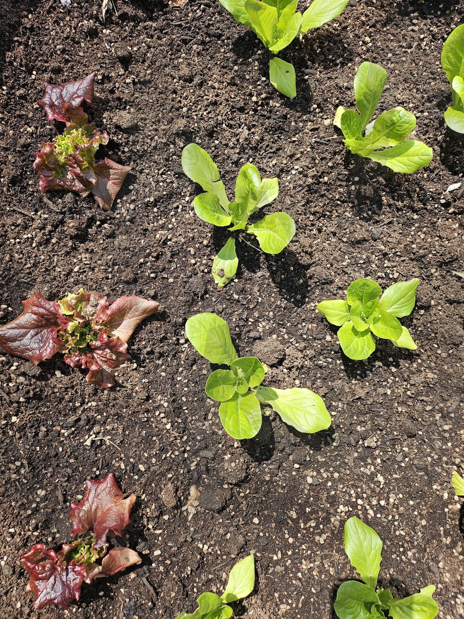 상추모종 | 상추, 텃밭, 모종, 새싹, 봄, 싱싱하다 | 스탠바이 STANDBUY 디지털 콘텐츠