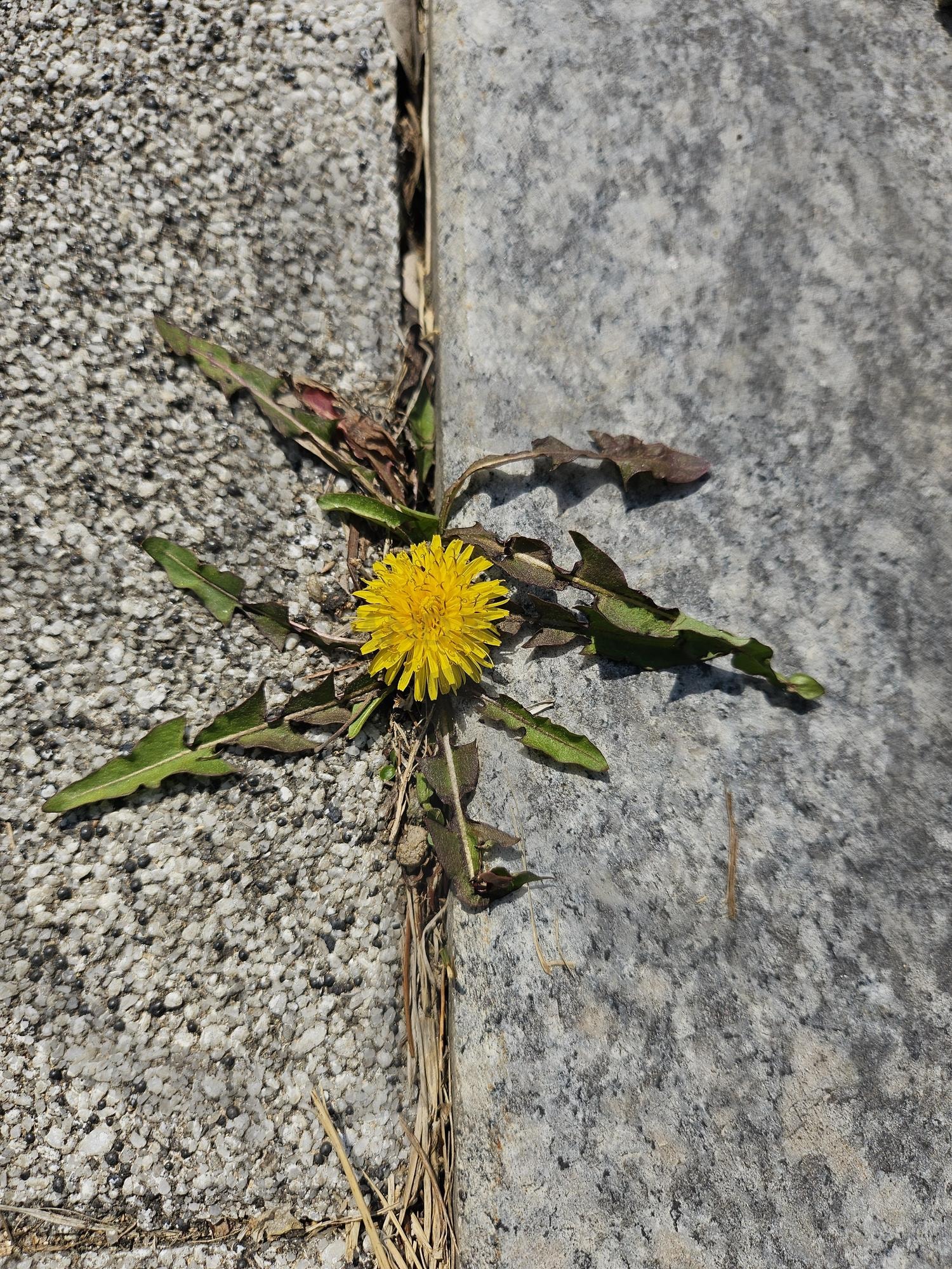 생명력이 강한 민들레 | 민들레, 노랑색, 봄, 끈기, 인내의 결과물, 꽃, 생명력 | 스탠바이 STANDBUY 디지털 콘텐츠