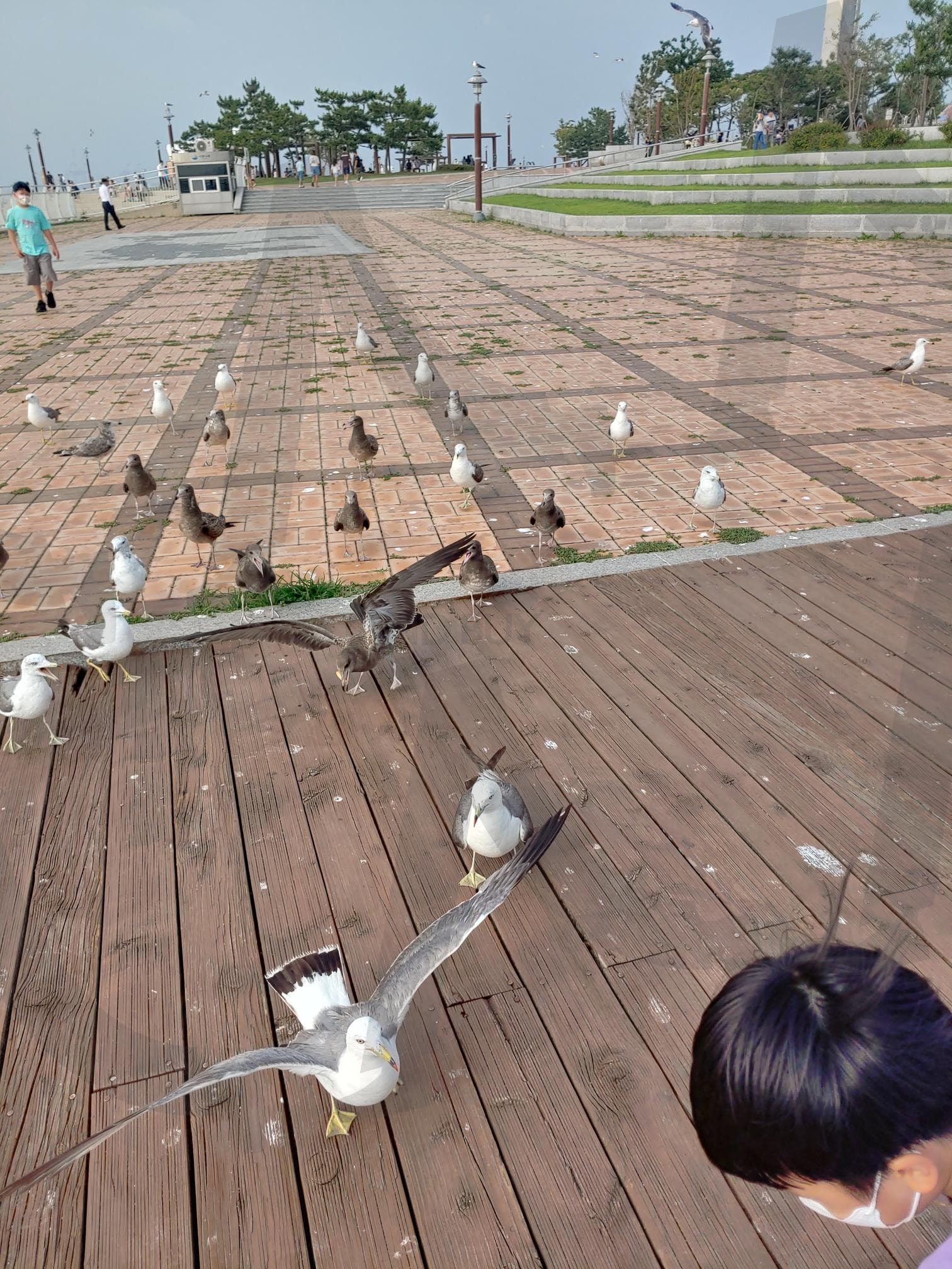 시화나래 휴게소의 갈매기들 | 시화나래휴게소, 새우깡과 갈매기, 새우깡주세요, 달전망대, 시화조력발전소, 시화조력공원 | 스탠바이 STANDBUY 디지털 콘텐츠