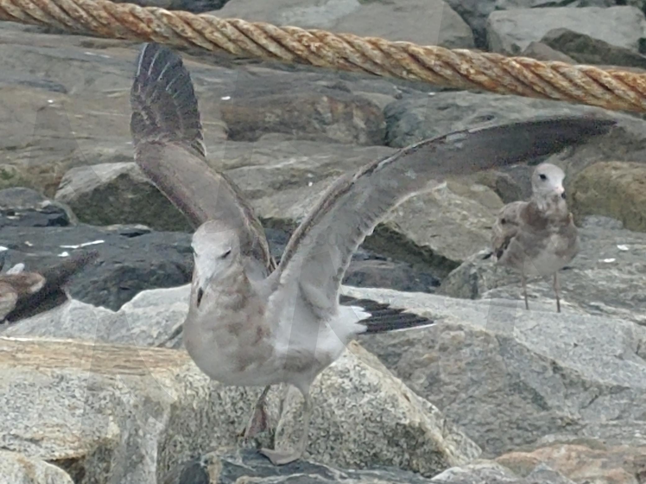 시화나래휴게소 갈매기 | 시화나래휴게소 갈매기, 달전망대, 시화나래 조력공원, 작은 가리기섬, 서울인근 가볼만한곳, 아이들과 가볼만한곳 | 스탠바이 STANDBUY 디지털 콘텐츠