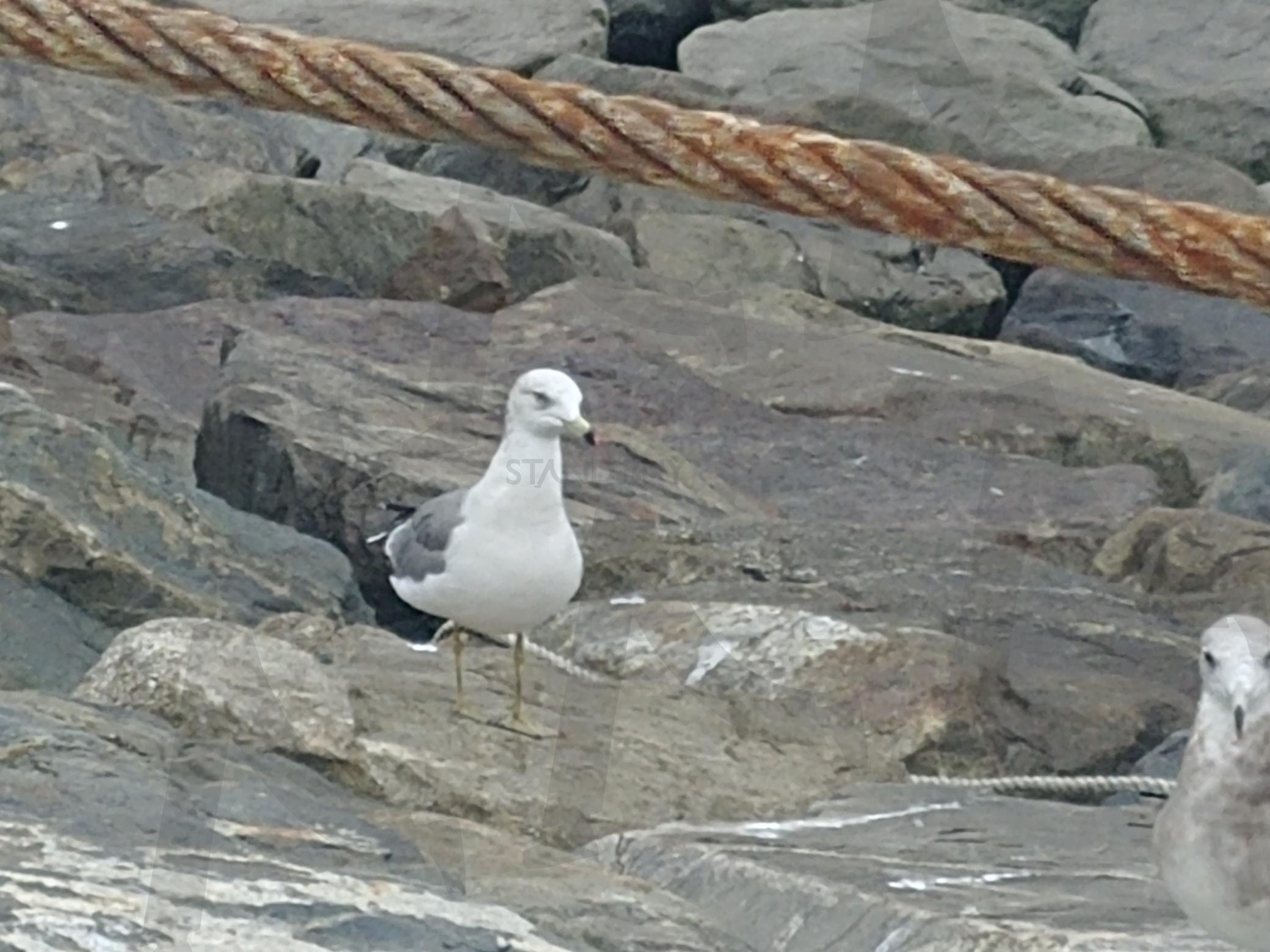 서울에서 가까운 갈매기보기 | 시화조력공원, 시화나래휴게소, 아이들과 주말에 가볼만한곳, 달전망대, 시화조력발전소 | 스탠바이 STANDBUY 디지털 콘텐츠