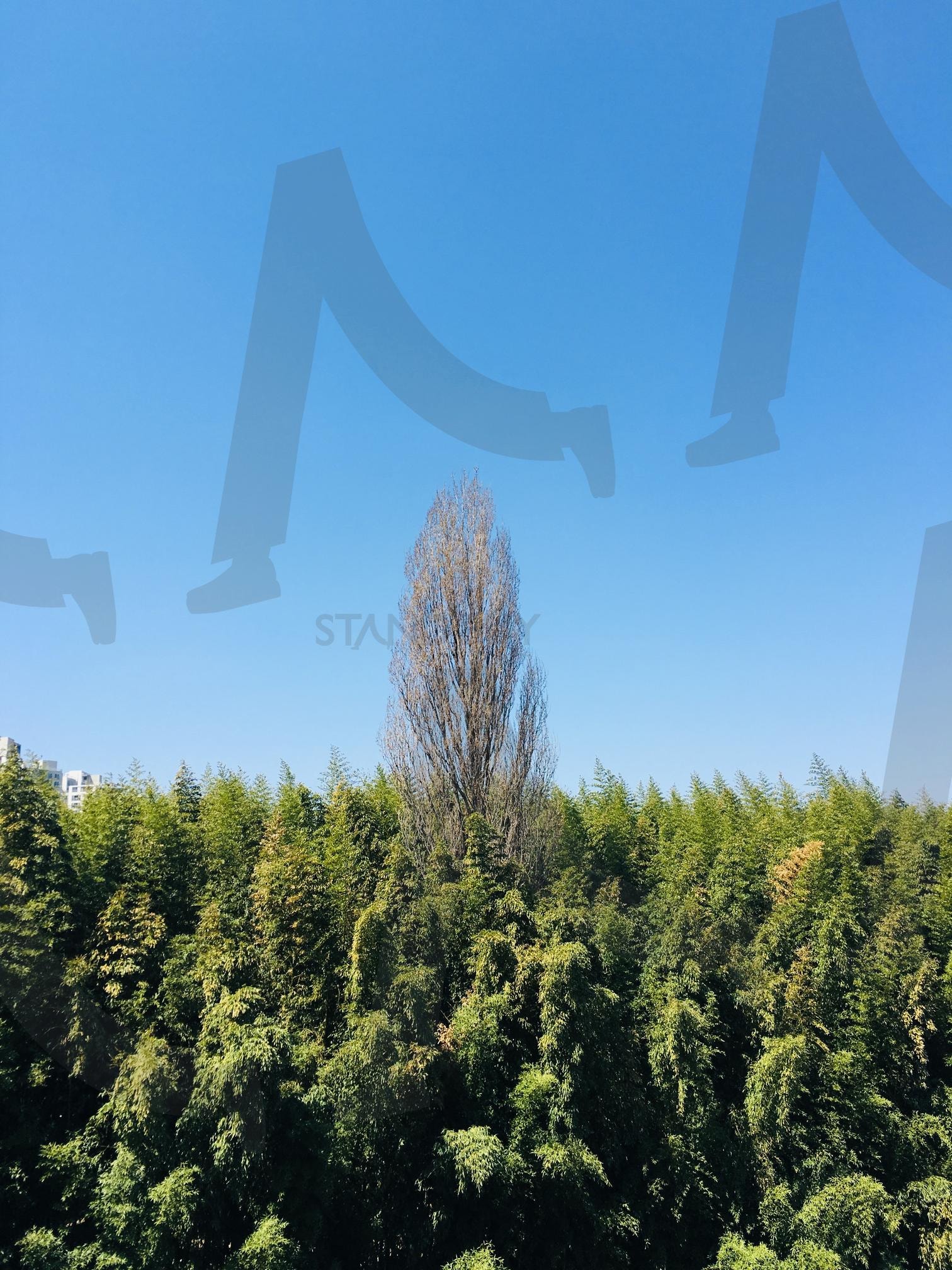 홀로 | 나무, 홀로, 혼자, 우뚝, 나혼자 | 스탠바이 STANDBUY 디지털 콘텐츠