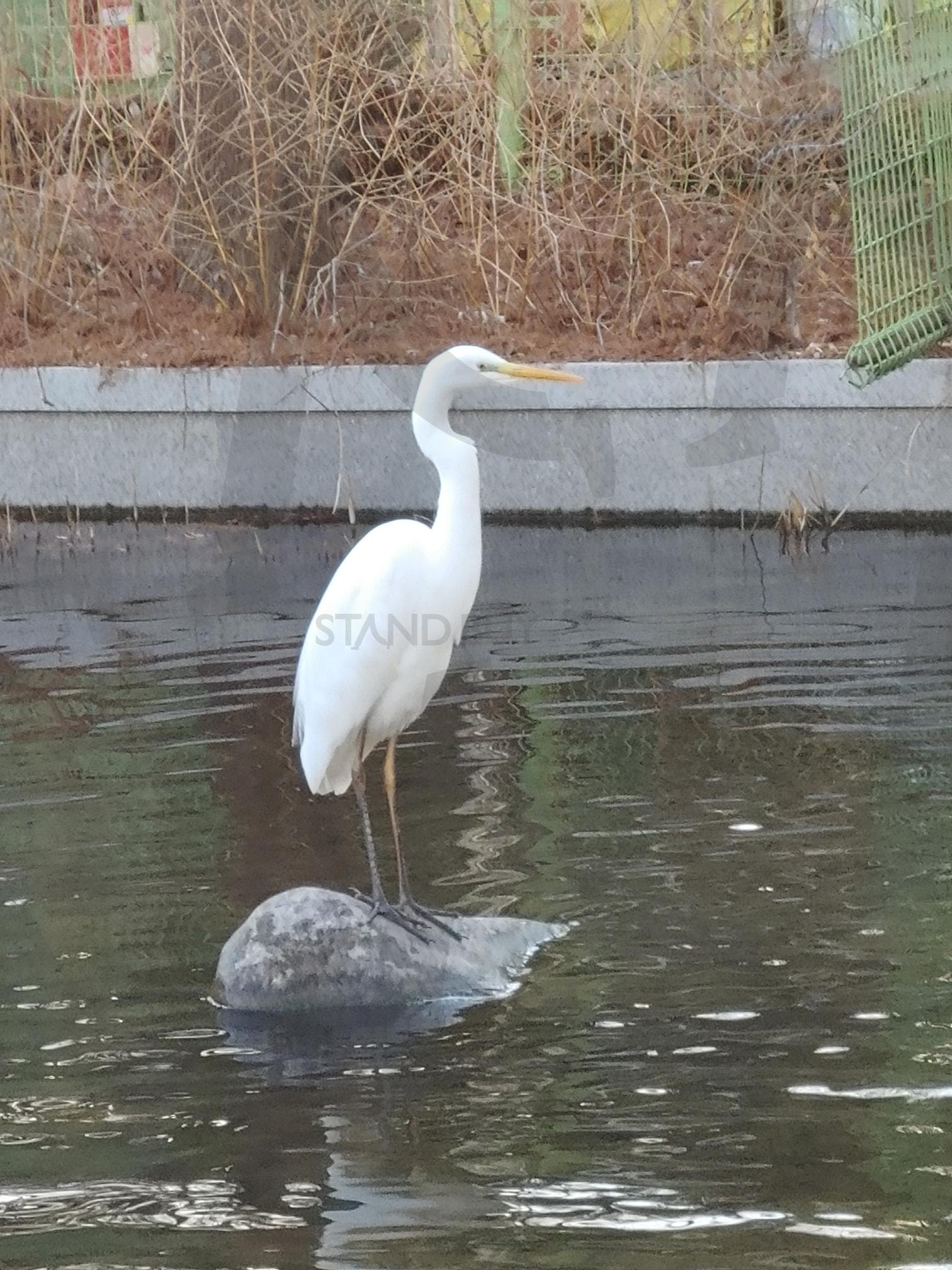 도심속 백로 | 백로, 힐링, 자연, 도심속 자연, 도심속 백로, 인공연못 | 스탠바이 STANDBUY 디지털 콘텐츠
