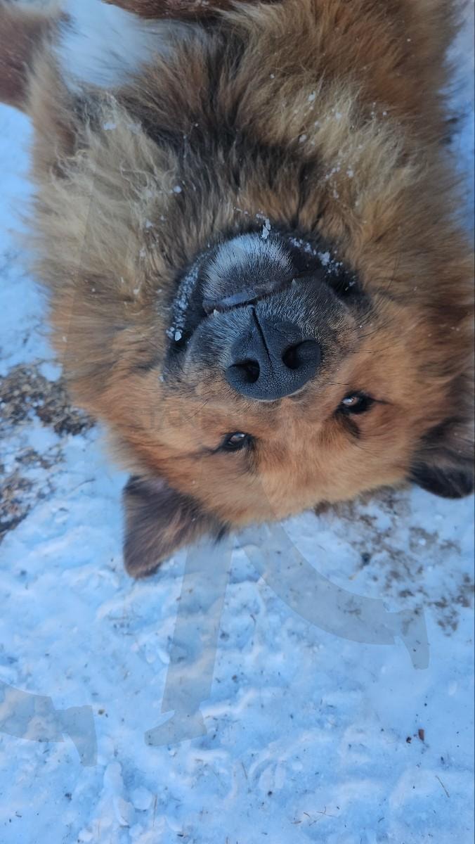 강아지 🐶 | 여행, 몽골, 몽골여행, 🇲🇳, 게르, 강아지, 🐶, 겨울, 겨울여행 | 스탠바이 STANDBUY 디지털 콘텐츠