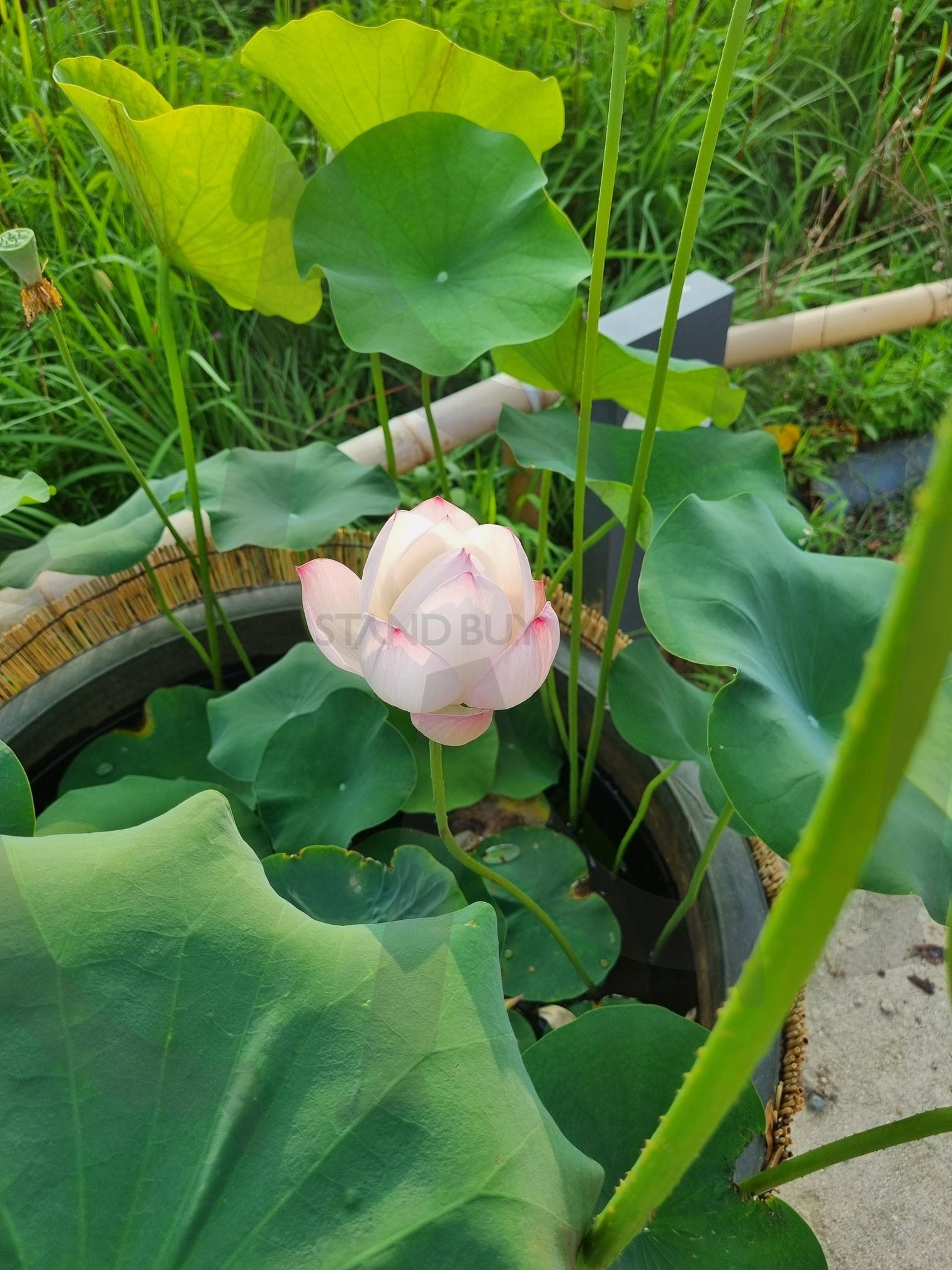 연꽃 | 연꽃, 사찰, 절, 연꽃축제, 봄, 여름 | 스탠바이 STANDBUY 디지털 콘텐츠