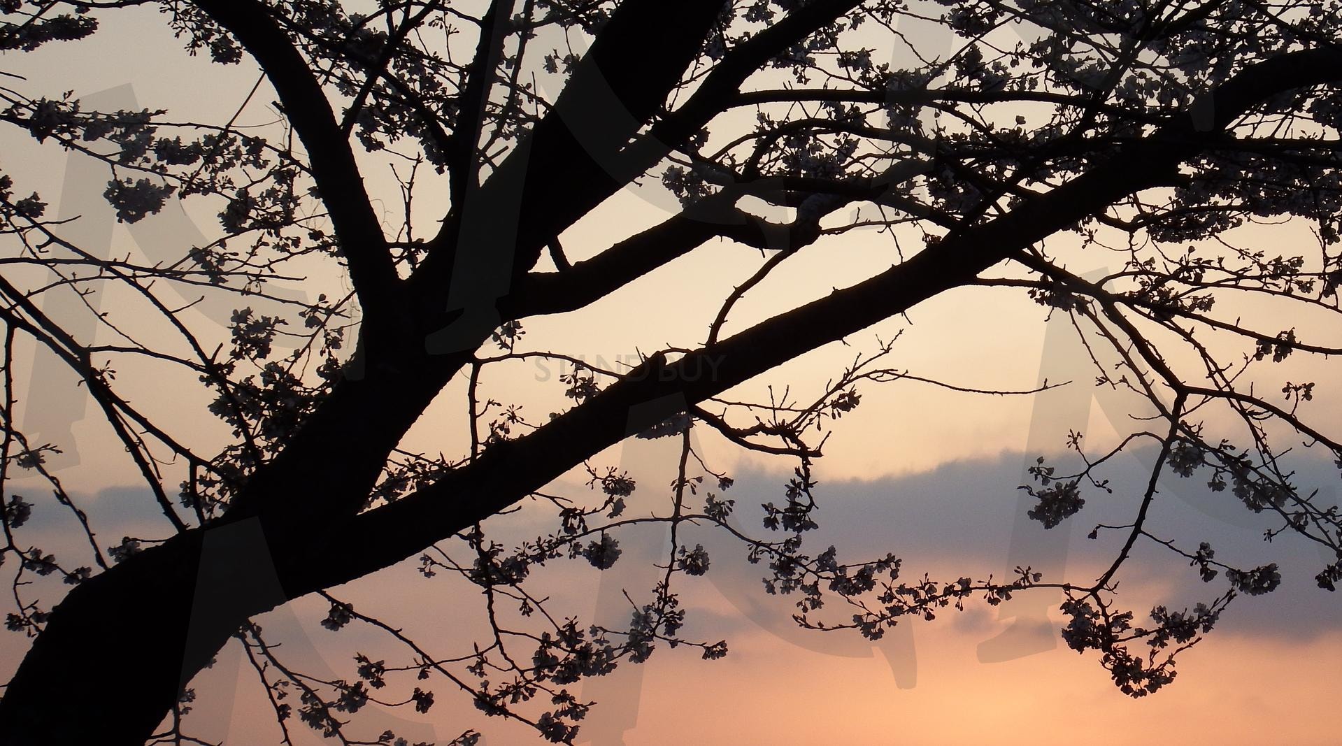 새벽 벗꽃 | 벗꽃나무, 새벽, 제주도새벽, 벗꽃, 아침 | 스탠바이 STANDBUY 디지털 콘텐츠