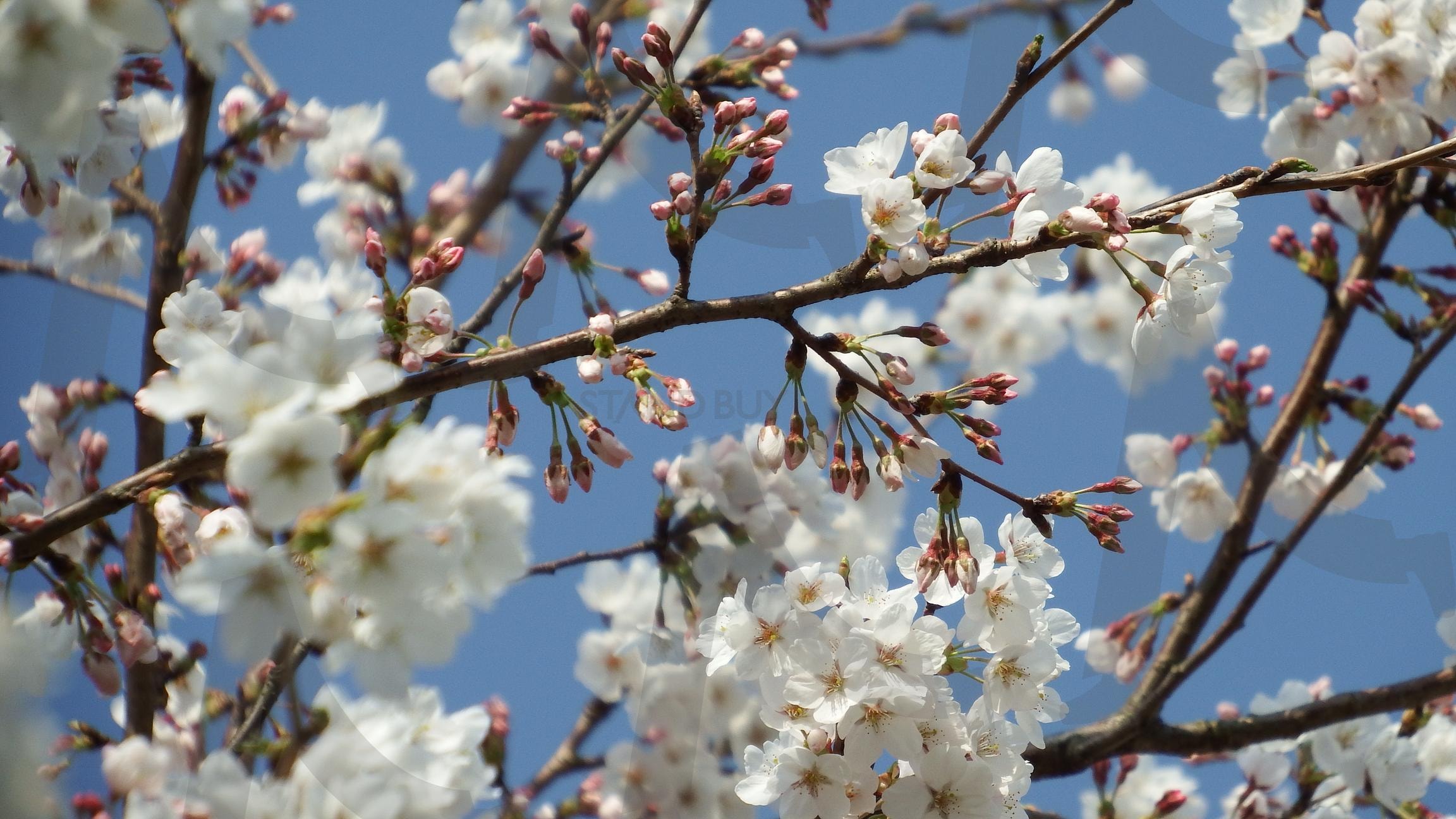 벗꽃 | 벗꽃, 봄꽃, 제주도꽃, 봄에피는꽃, 제주도 | 스탠바이 STANDBUY 디지털 콘텐츠