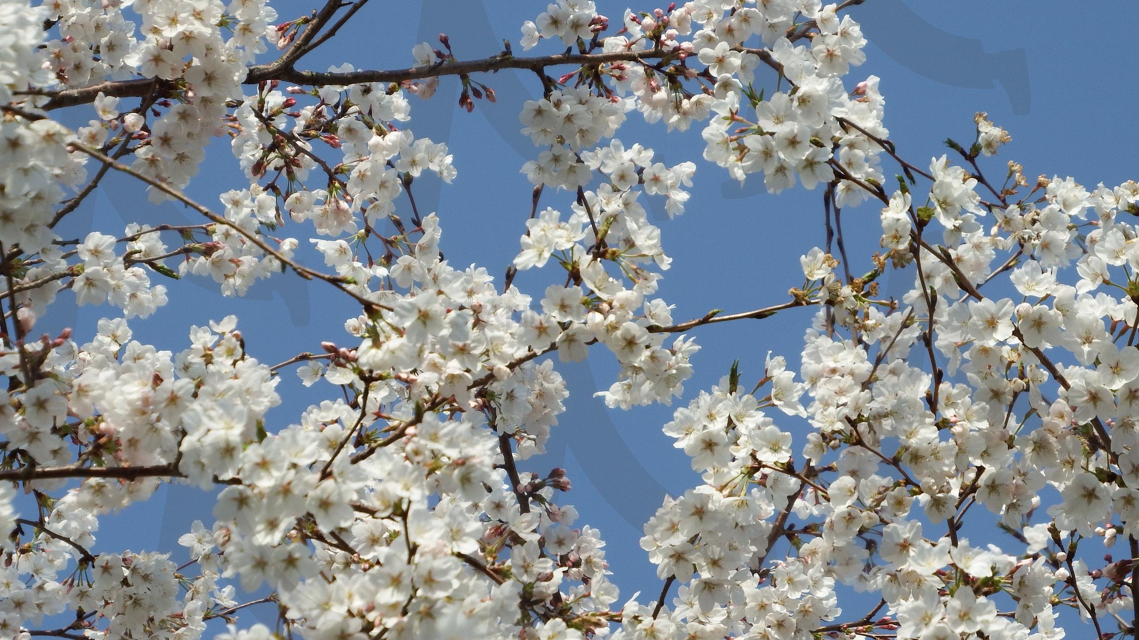 벗꽃 | 벗꽃, 봄꽃, 제주도꽃, 봄에피는, 제주대표꽃 | 스탠바이 STANDBUY 디지털 콘텐츠