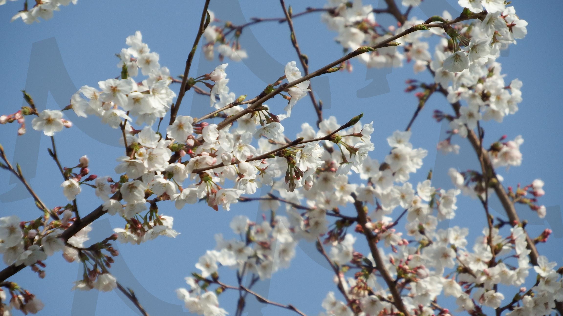 벗꽃 | 벗꽃, 봄꽃, 제주도꽃, 봄에피는꽃, 녹산로 | 스탠바이 STANDBUY 디지털 콘텐츠