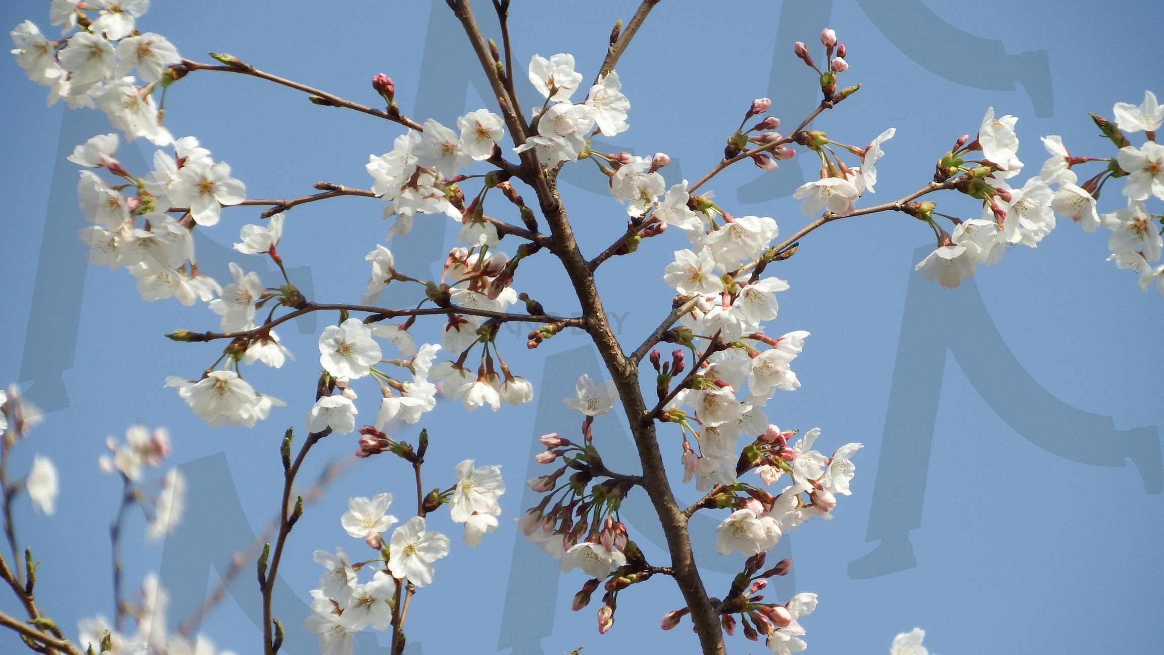 벗꽃 | 벗꽃, 봄꽃, 제주도꽃, 봄에피는꽃, 가시리 | 스탠바이 STANDBUY 디지털 콘텐츠