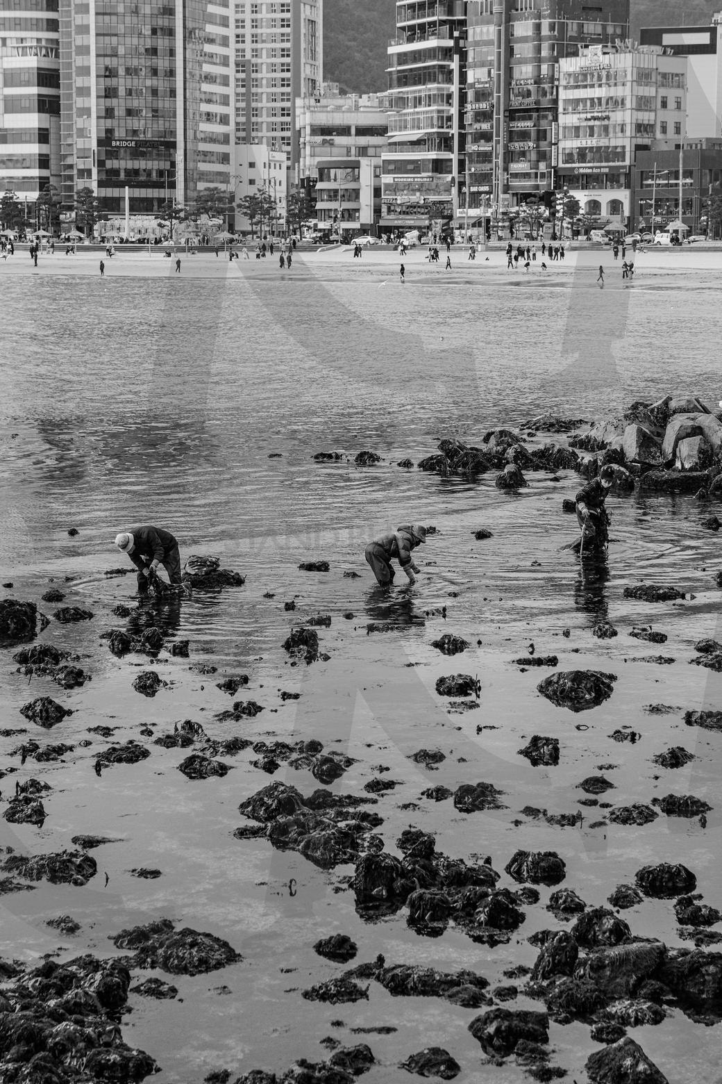 해초와 할머니 | 광안리, 바다, 고요함, 잔잔한, 흑백 | 스탠바이 STANDBUY 디지털 콘텐츠