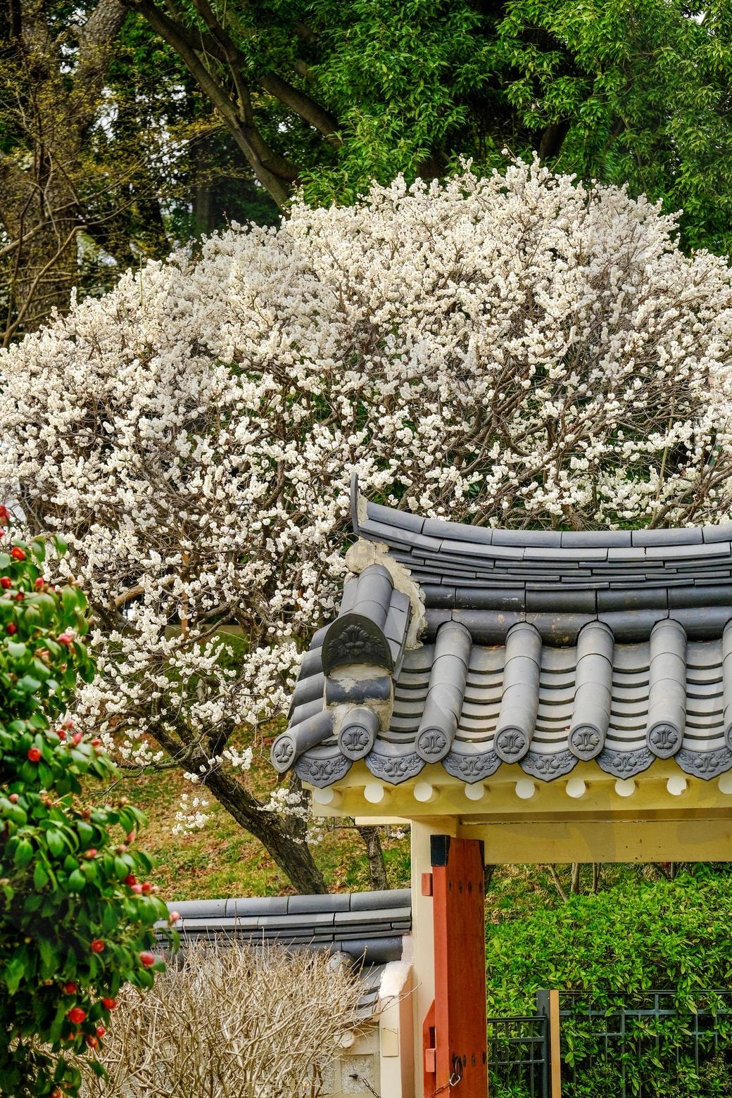 한국의 멋 그리고 매화 | 매화, 꽃, 벚꽃, 봄, 꽃놀이 | 스탠바이 STANDBUY 디지털 콘텐츠