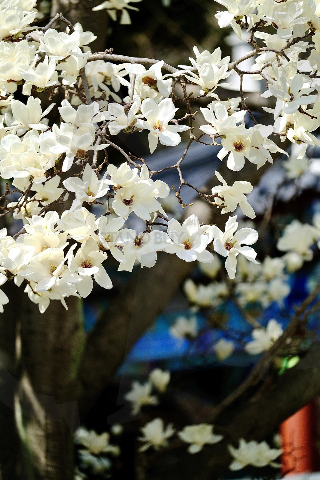 목련 | 목련, 봄, 벚꽃, 만개, 목련명소 | 스탠바이 STANDBUY 디지털 콘텐츠