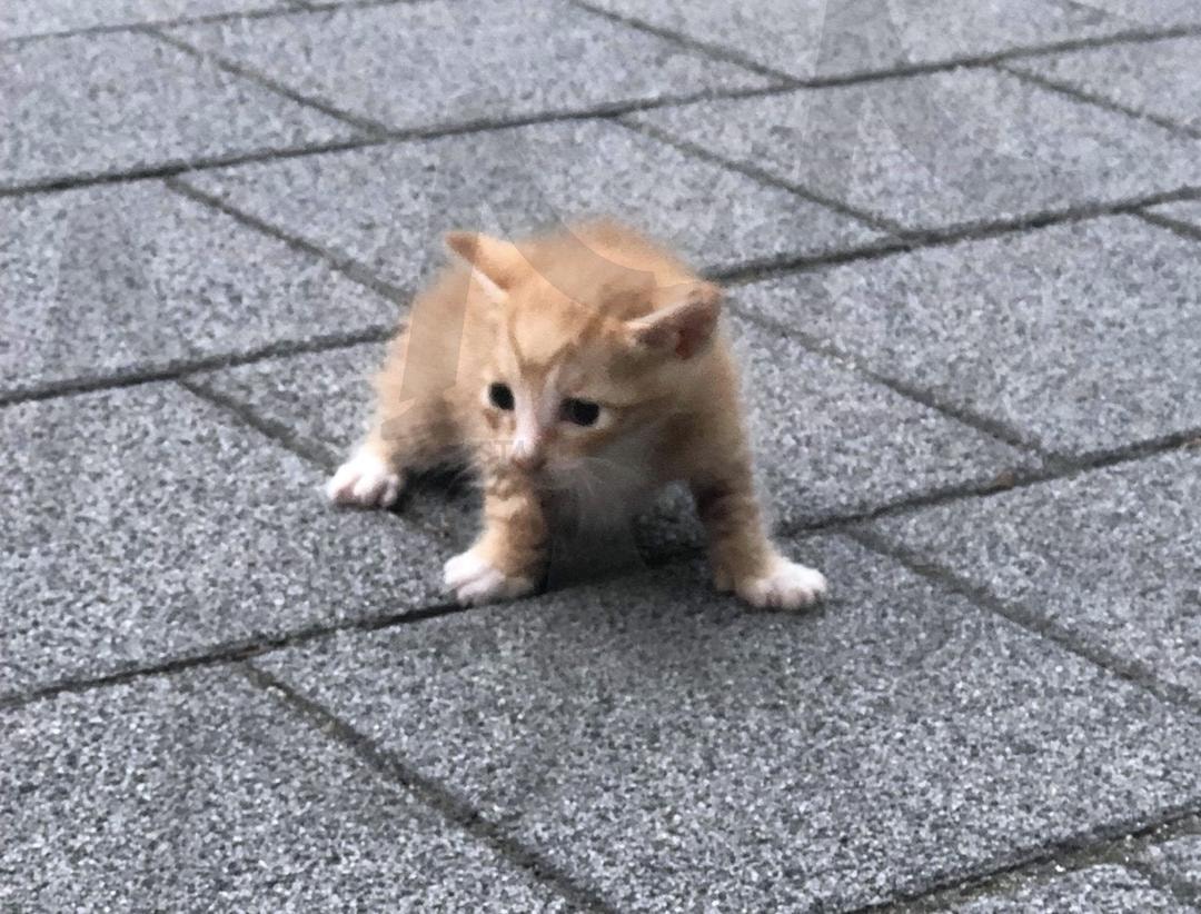 꼬물이 시절 | ㅇ기고양이, 꼬물이시절, 귀여움폭발, 냥스타그램, 집사 | 스탠바이 STANDBUY 디지털 콘텐츠