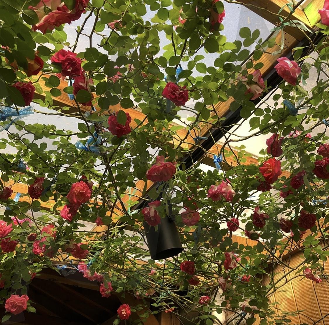 장미꽃의 향연 | 장미, 장미 넝쿨, 꽃의 향기, 자연, 정원 | 스탠바이 STANDBUY 디지털 콘텐츠