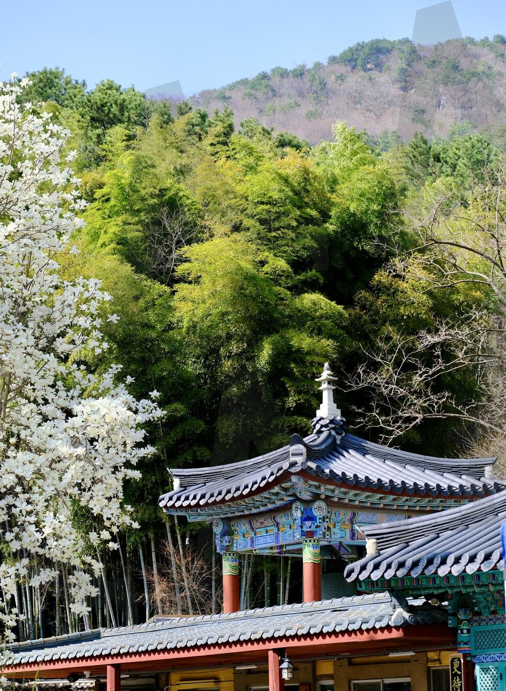 고즈넉한 절 속으로 | 절, 목화, 매화, 목련, 푸르름, 고즈넉한 | 스탠바이 STANDBUY 디지털 콘텐츠