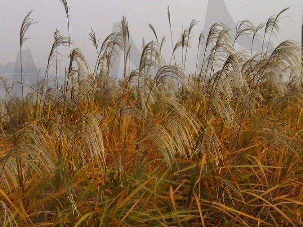갈대 | 갈대, 가을, 한강, 자연, 환경 | 스탠바이 STANDBUY 디지털 콘텐츠
