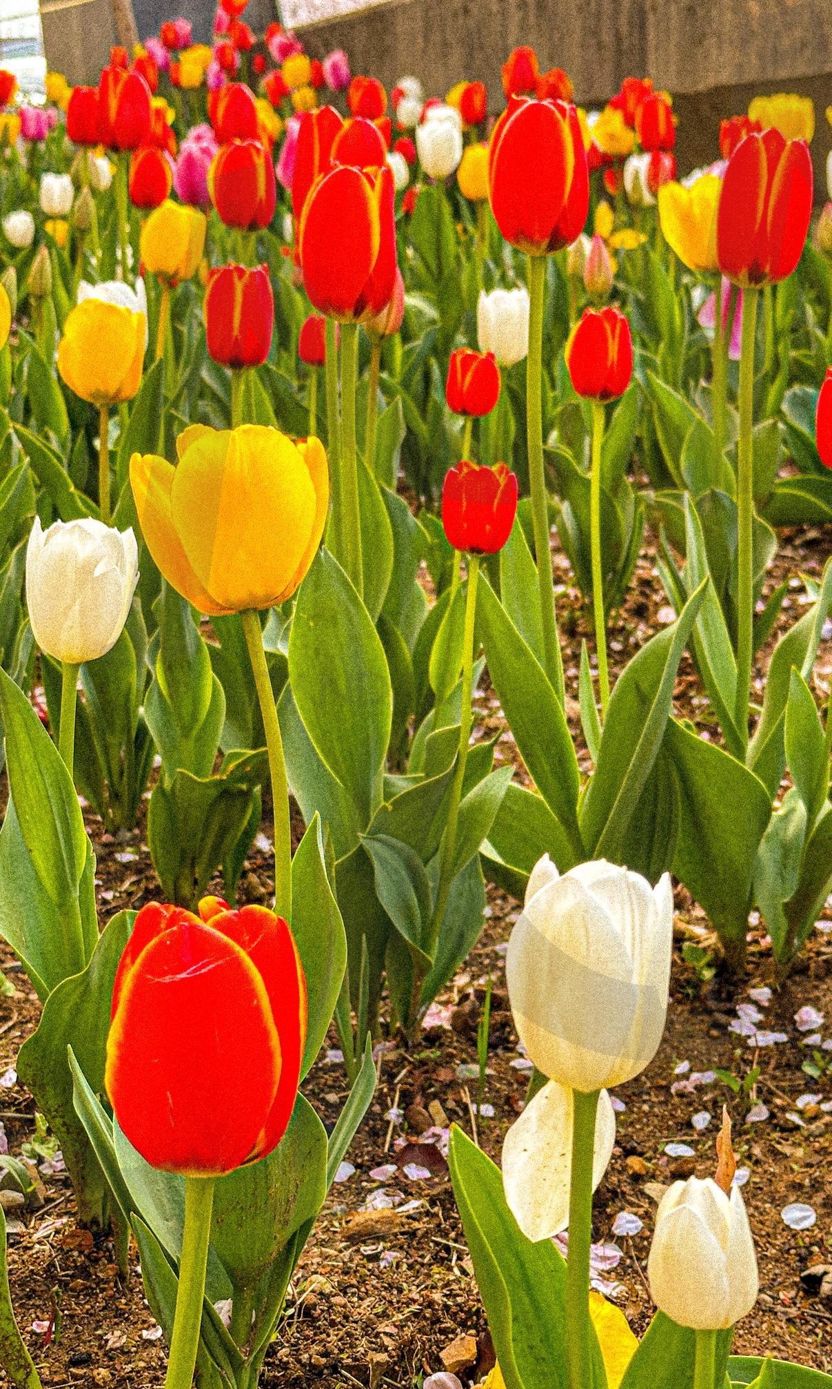 봄날의 튤립 | 튤립, 꽃, 벚꽃, 따스한, 봄날의튤립 | 스탠바이 STANDBUY 디지털 콘텐츠