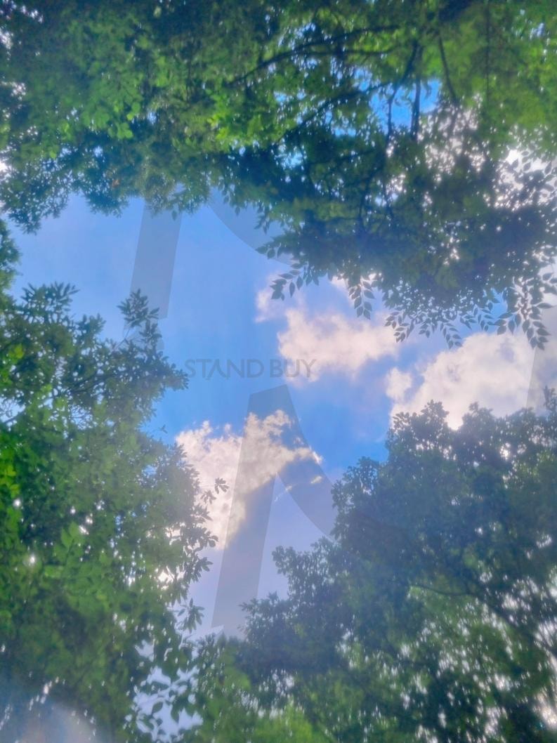 햇살의 부스러기 | 구름, 나무, 하늘, 공존, 숲 가운데 | 스탠바이 STANDBUY 디지털 콘텐츠