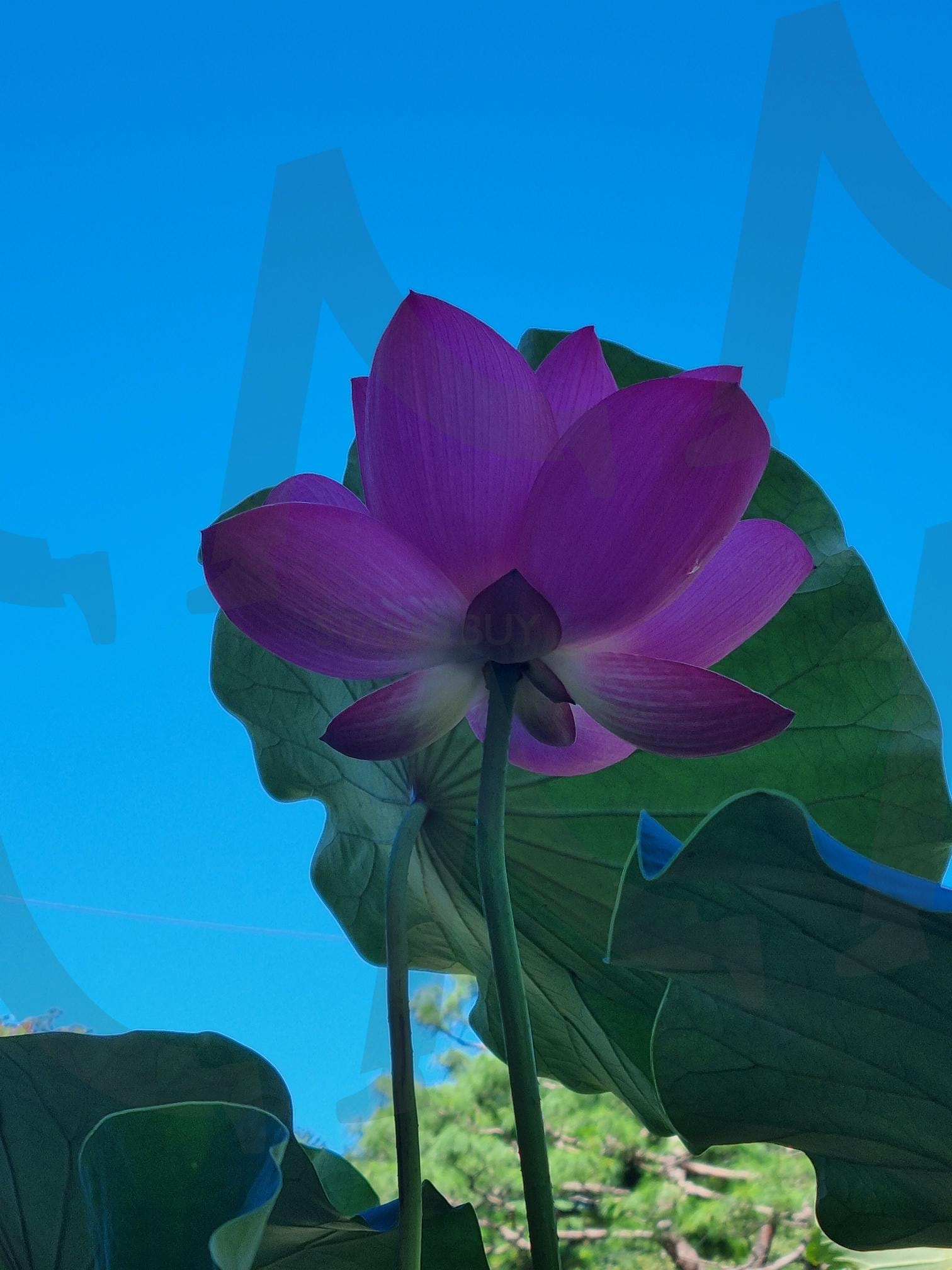 연꽃 | 연꽃, 꽃, 절, 부처님오신날, Lotus | 스탠바이 STANDBUY 디지털 콘텐츠