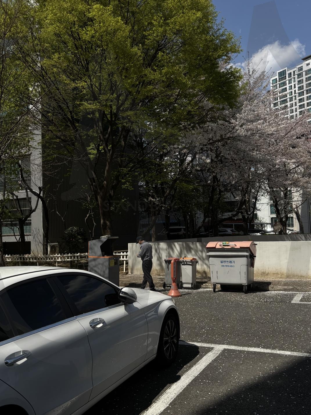 벚꽃 | 벚꽃, 나무, 풍경, 하늘, 봄 | 스탠바이 STANDBUY 디지털 콘텐츠