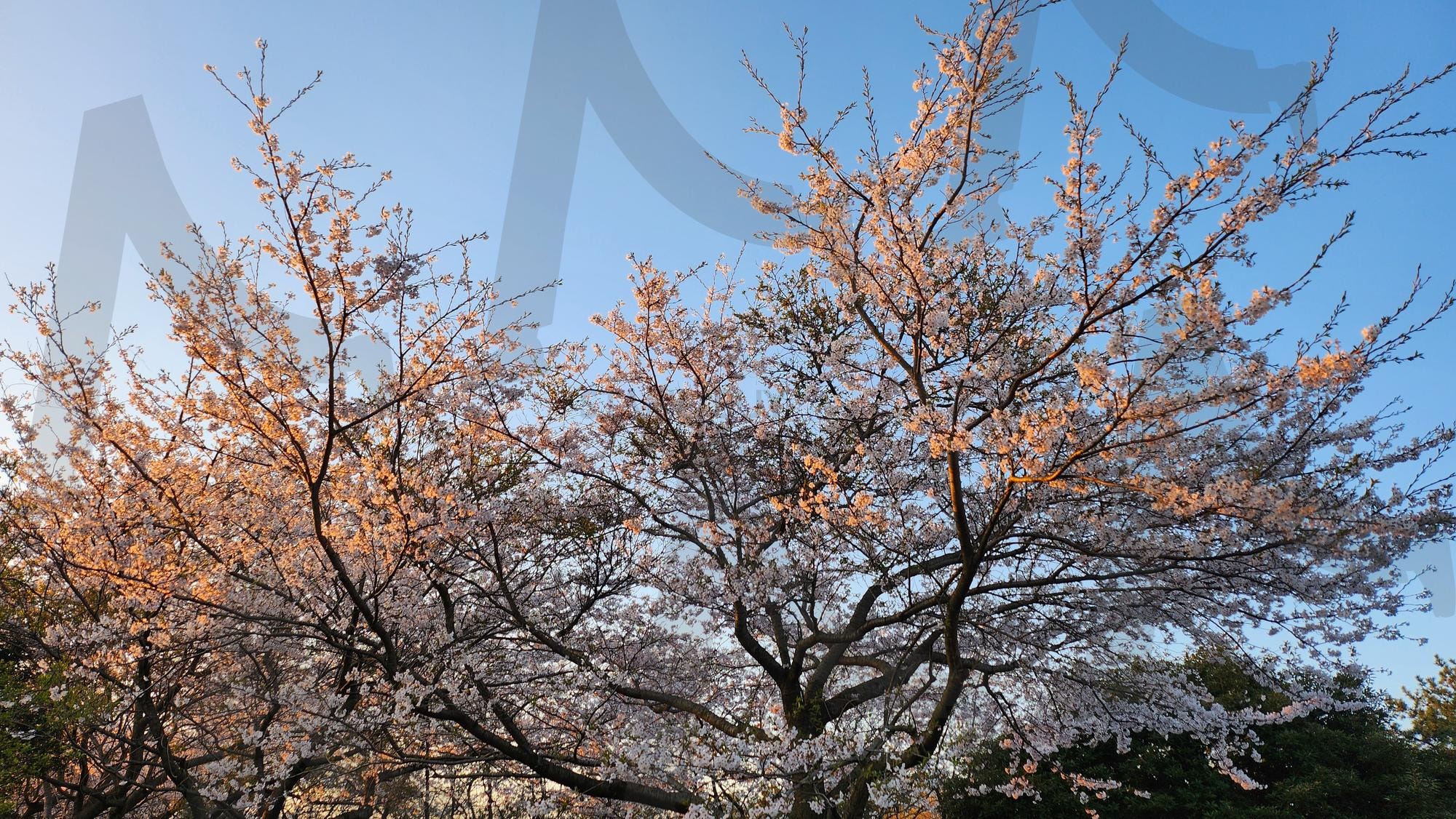 벗꽃 | 벗꽃, 제주도, 아침, 여명, 아침꽃 | 스탠바이 STANDBUY 디지털 콘텐츠