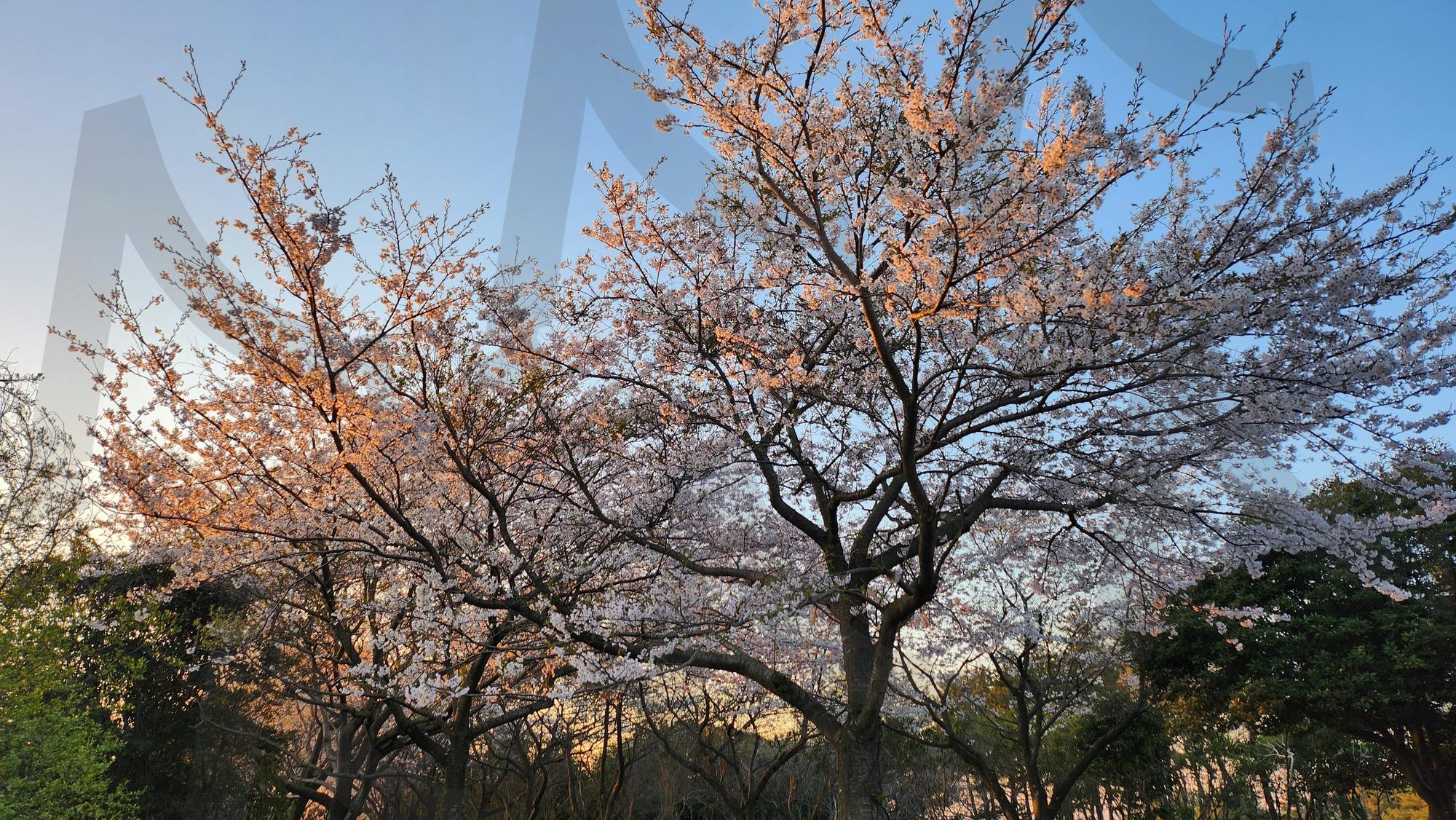 제주 벗꽃 | 벗꽃, 제주도, 여명, 여명벗꽃, 아침벗꽃, 아침 | 스탠바이 STANDBUY 디지털 콘텐츠