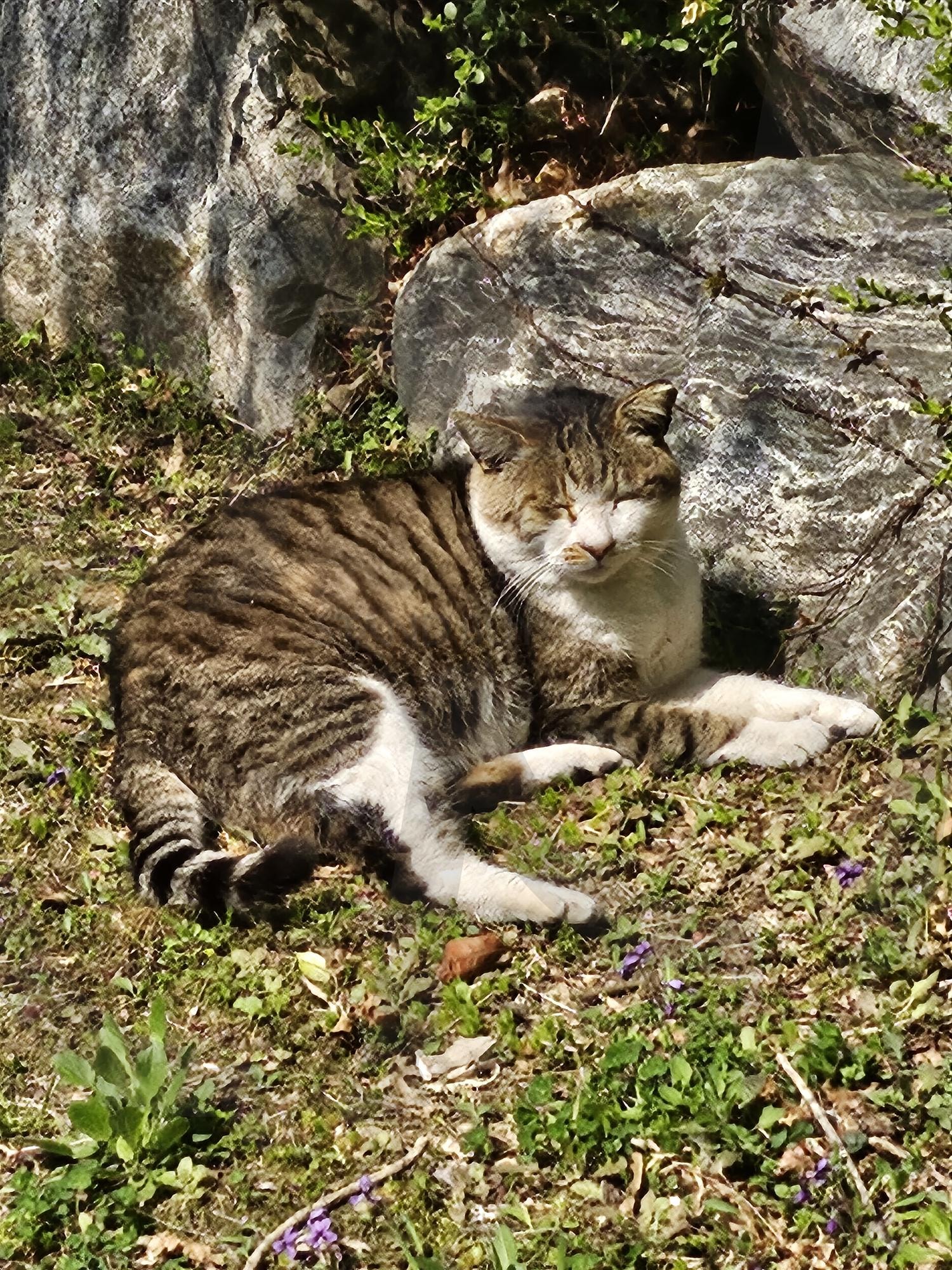고양이는 햇빛이 좋아~^^ | 봄, 따뜻함, 온기, 낮잠, 햇살, 길고양이 | 스탠바이 STANDBUY 디지털 콘텐츠