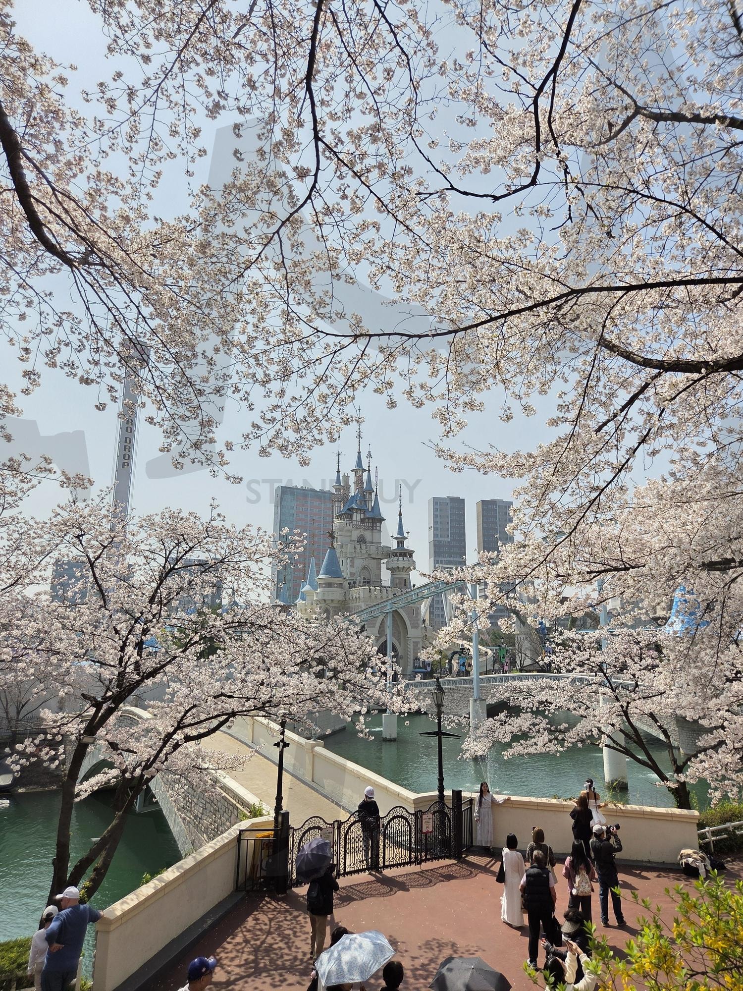 벚꽃 | 롯데월드, 벚꽃, 봄, 석촌호수, 잠실 | 스탠바이 STANDBUY 디지털 콘텐츠