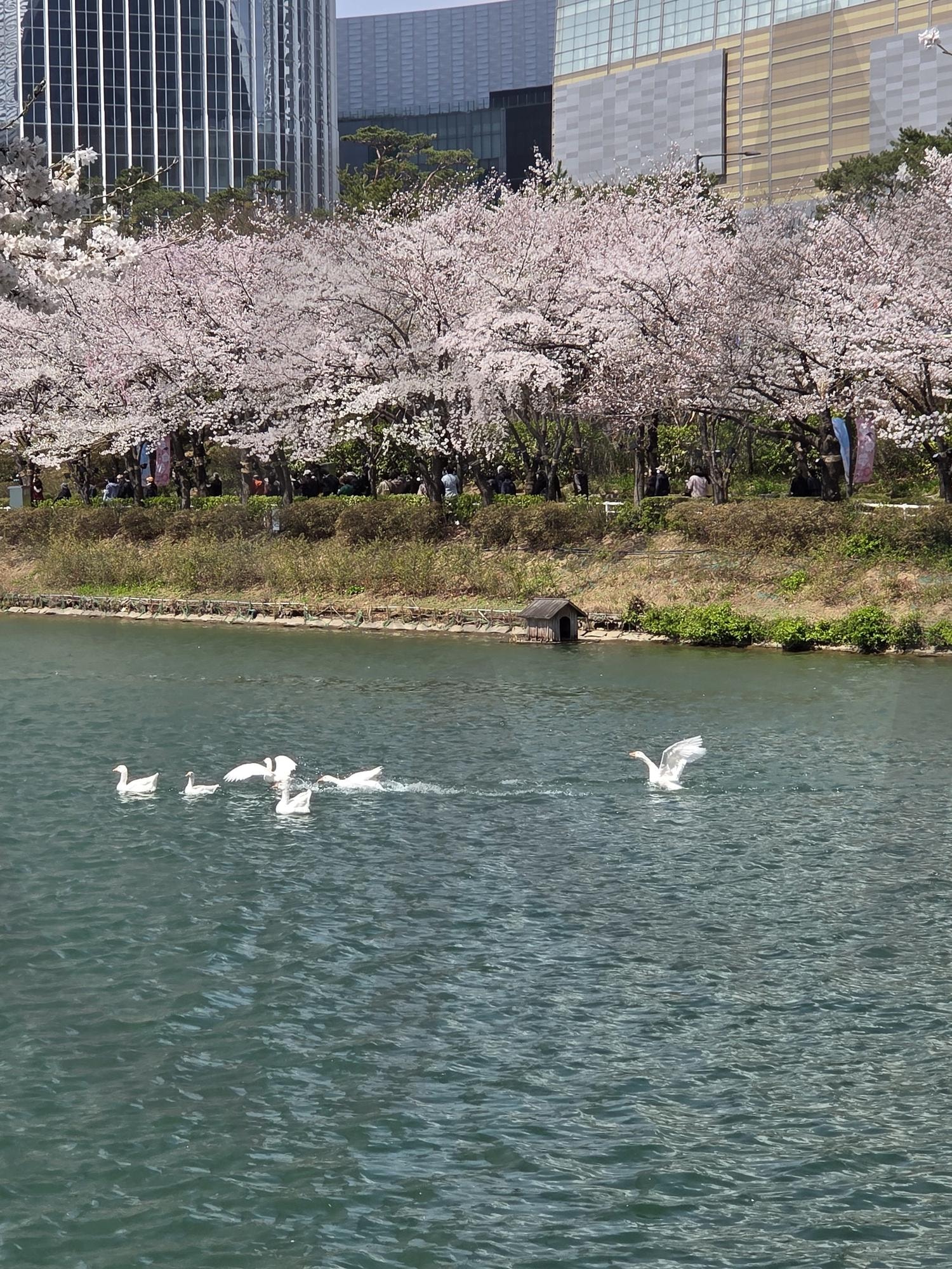 석촌호수 | 벚꽃, 석촌호수, 롯데월드, 잠실, 벚꽃축제 | 스탠바이 STANDBUY 디지털 콘텐츠
