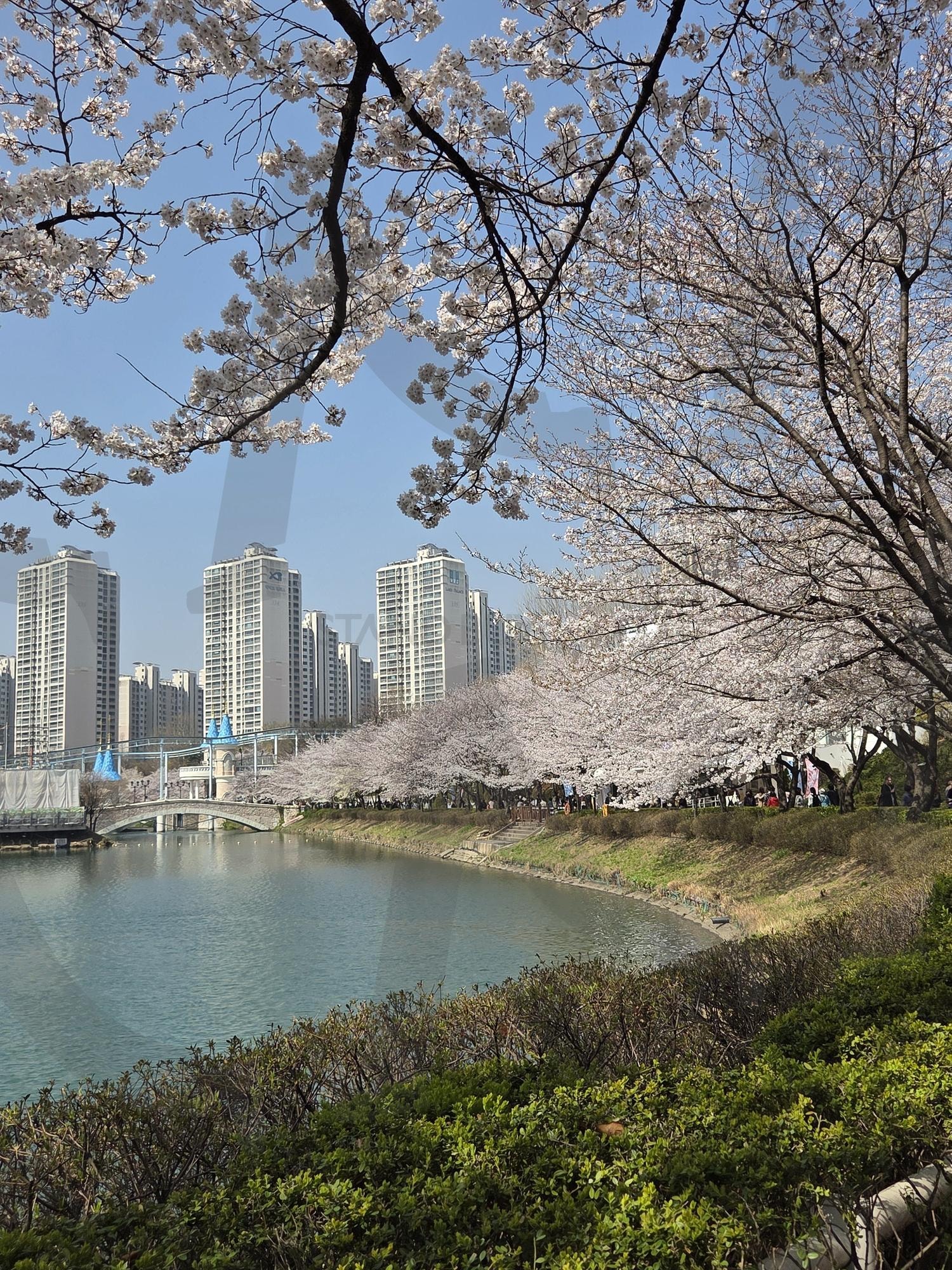 석촌호수 | 석촌호수, 벚꽃, 잠실, 롯데월드, 롯데타워 | 스탠바이 STANDBUY 디지털 콘텐츠