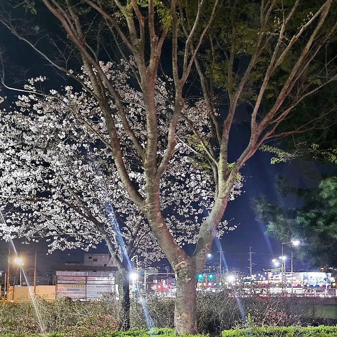 전주 천변 길 벚 꽃 만개 | 전주, 천변길, 벚꽃, 만개, 저녁에도 아름다움 | 스탠바이 STANDBUY 디지털 콘텐츠