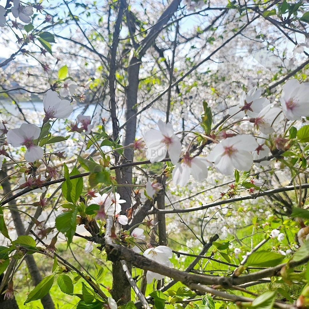 전주 하가지구 천변 벚꽃길 | 전주 벚꽃 개화, 하가지구 벚꽃길, 실시간, 드라이브코스, 천변길 | 스탠바이 STANDBUY 디지털 콘텐츠