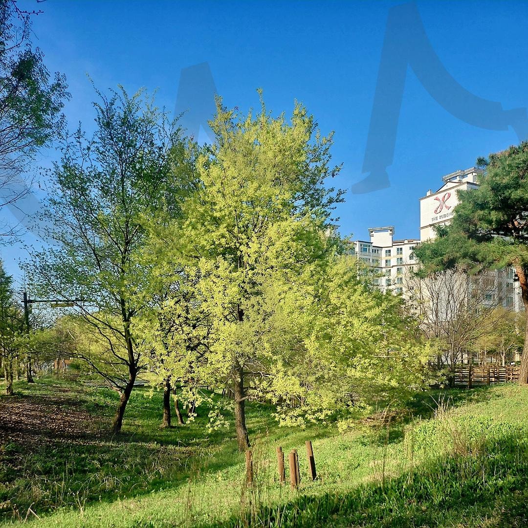 봄에는 녹색이 잘 어울린다. | 봄, 그린색, 녹색, 나무, 깨끗해졌다 | 스탠바이 STANDBUY 디지털 콘텐츠