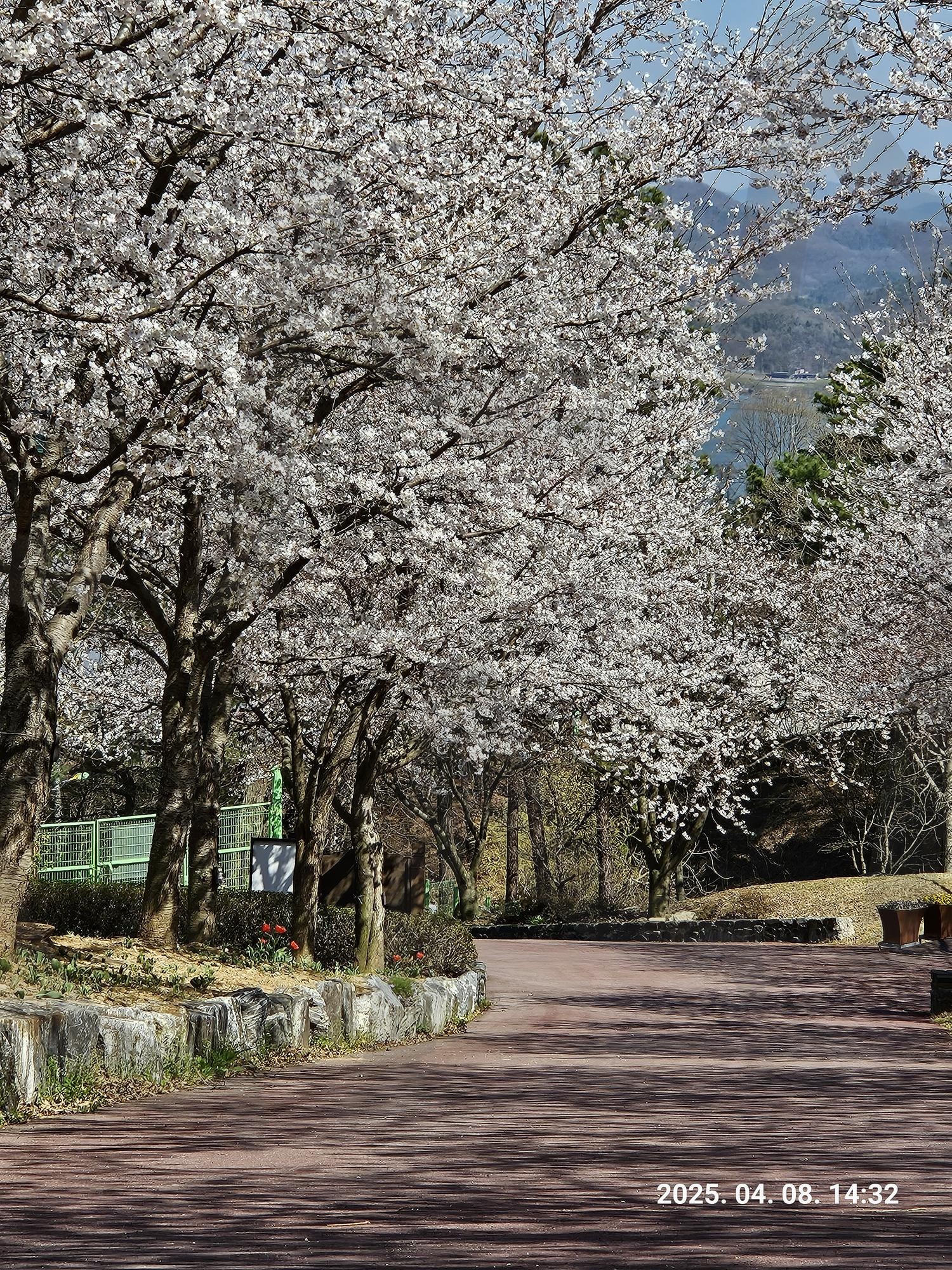봉수산 자연휴양림 벚꽃길 | 벚꽃, 꽃, 봄, 맑음, 터널 | 스탠바이 STANDBUY 디지털 콘텐츠