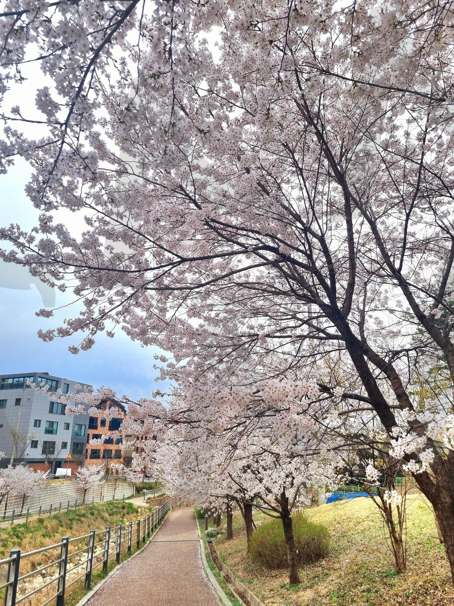 벚꽃 | 벚꽃, 핑크, 봄, 꽃, 벚꽃놀이 | 스탠바이 STANDBUY 디지털 콘텐츠