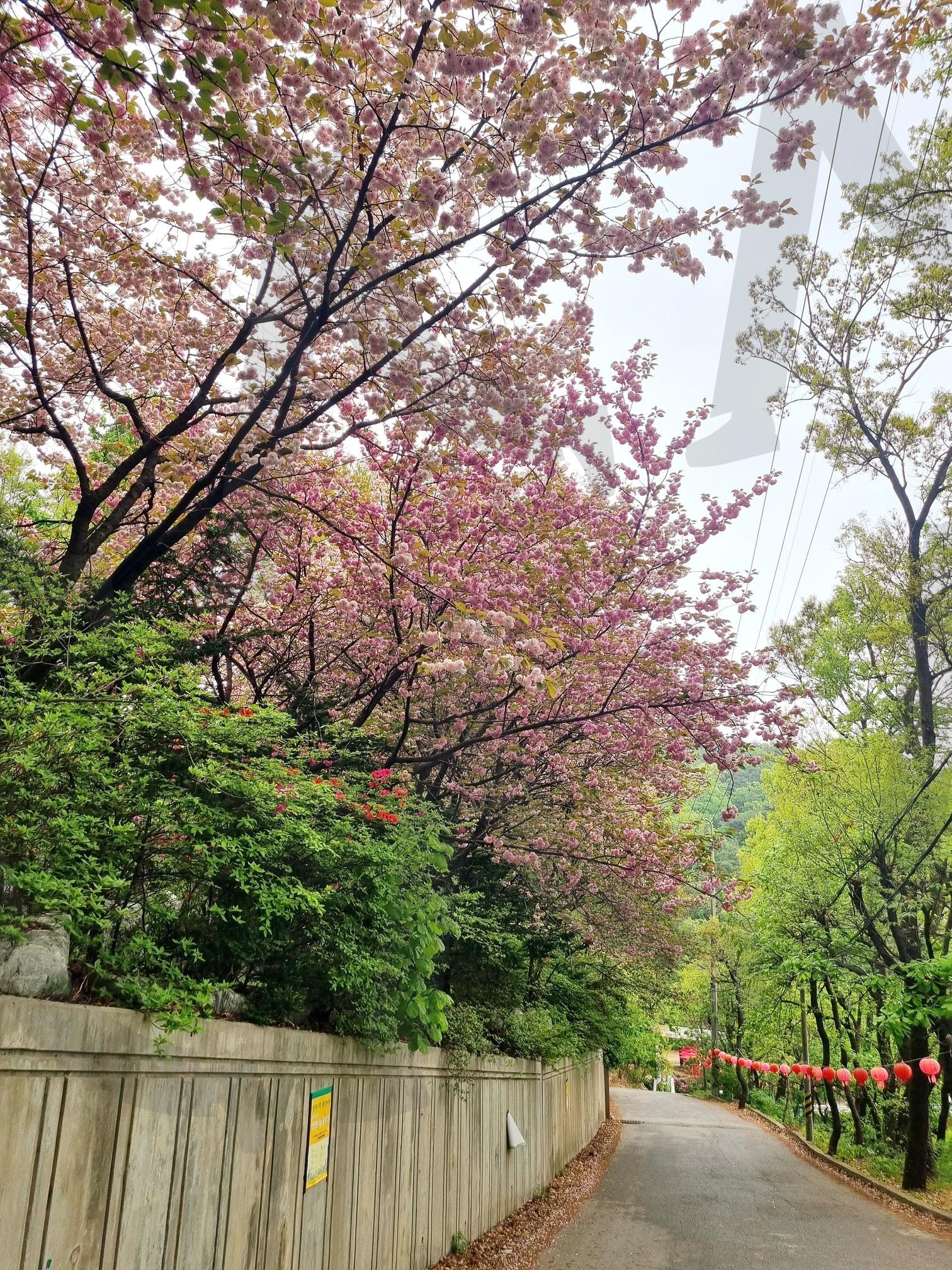 무슨꽃일까요? | 봄, 꽃, 봄꽃, 등산, 핑크 | 스탠바이 STANDBUY 디지털 콘텐츠